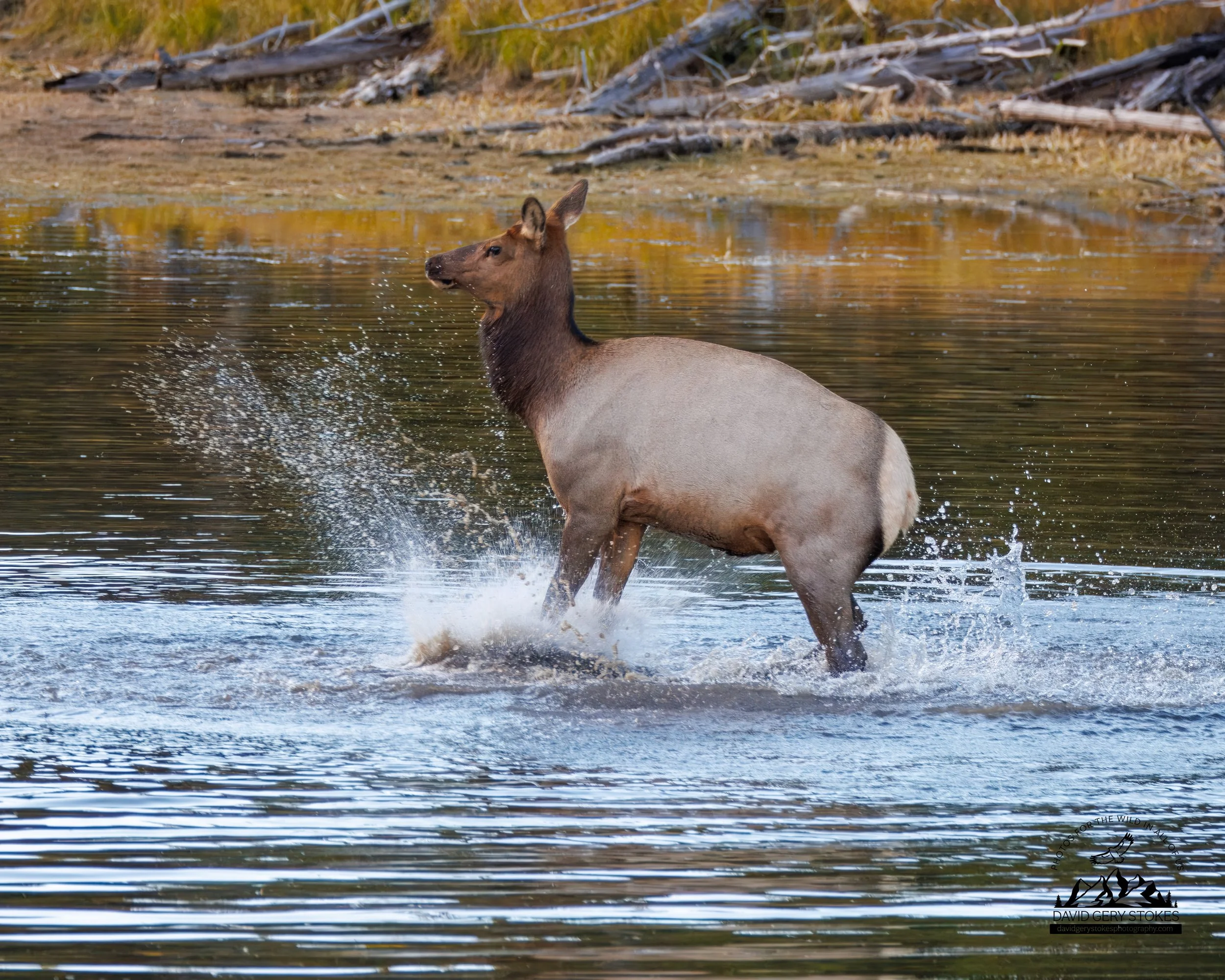 Fem_Elk_Splash_WM_YGT6_1511.jpg