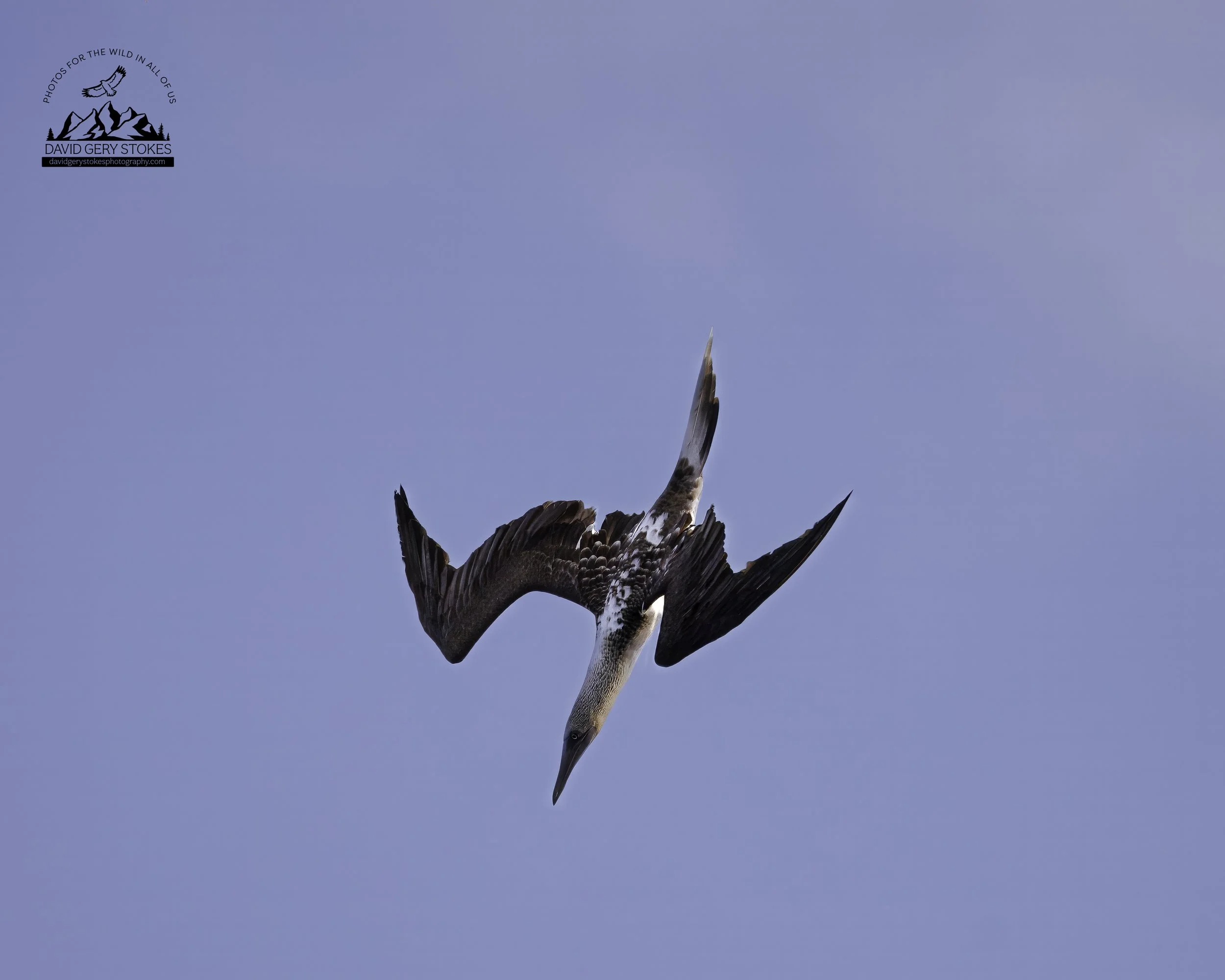 5604 Blue Footed Booby Dive