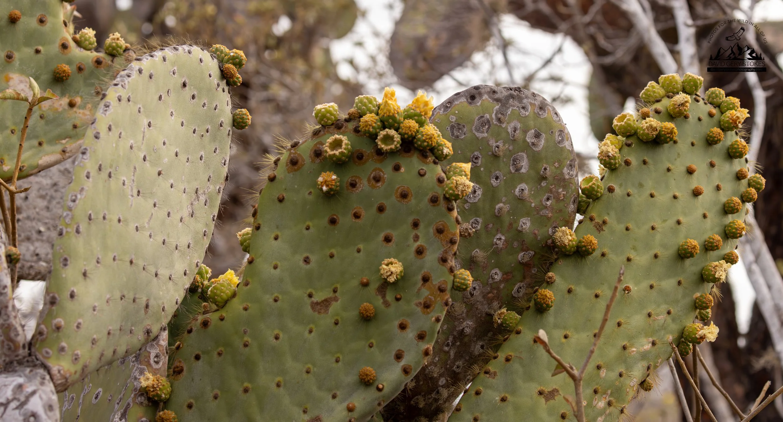 8247 Opuntia galapageia profusa cactus