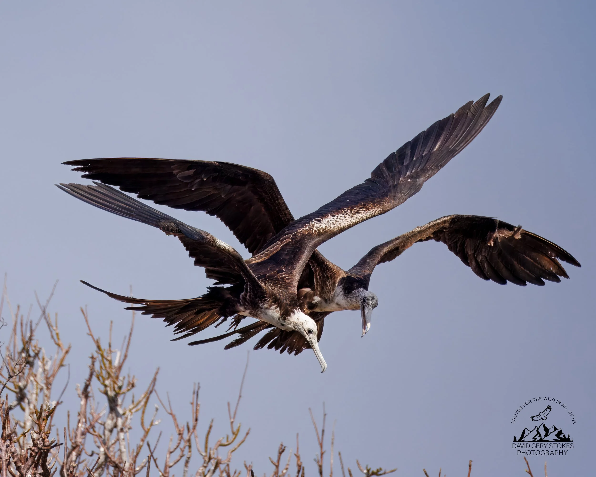9894 Great Frigatebirds