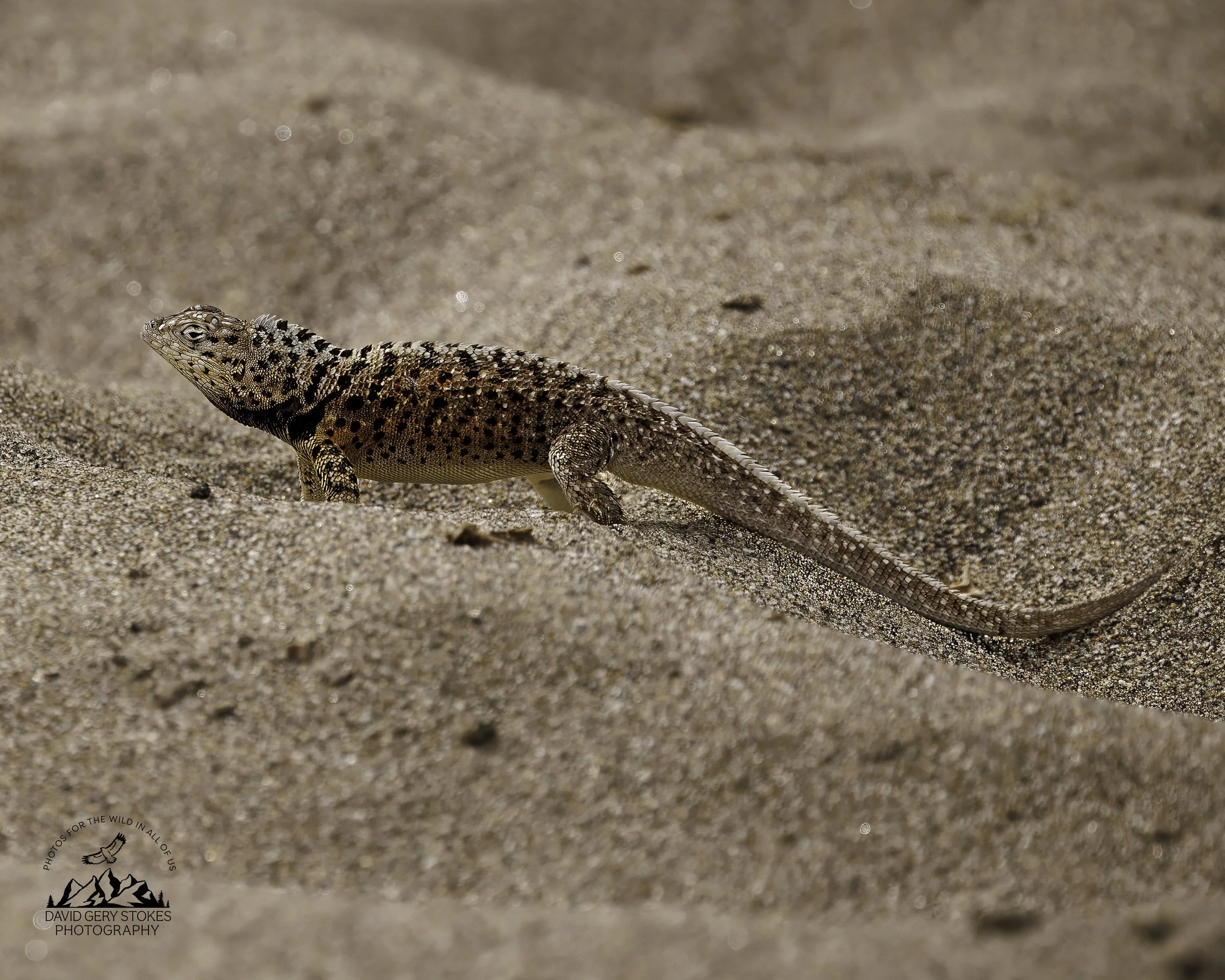 3703 Lava Lizard