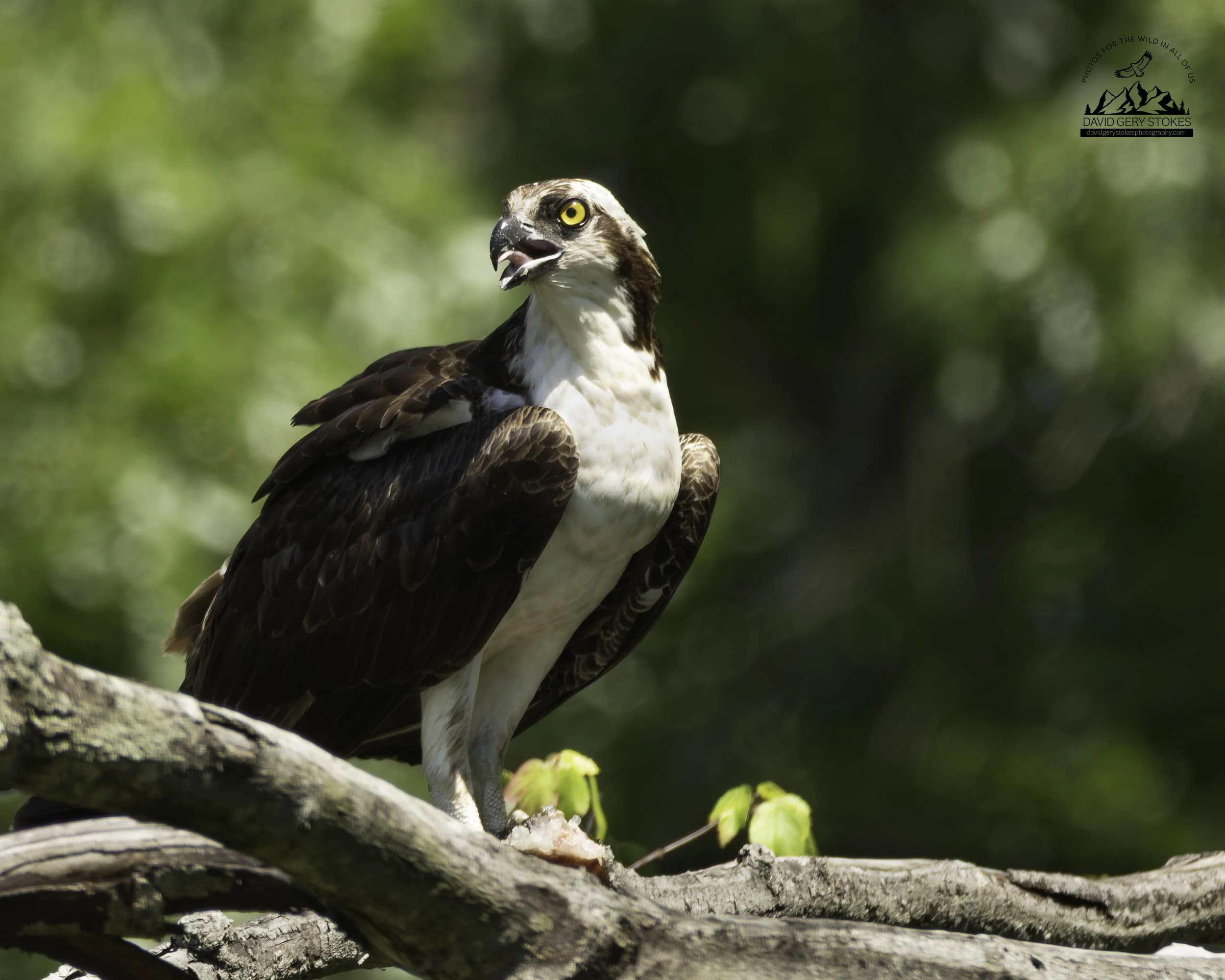 Osprey