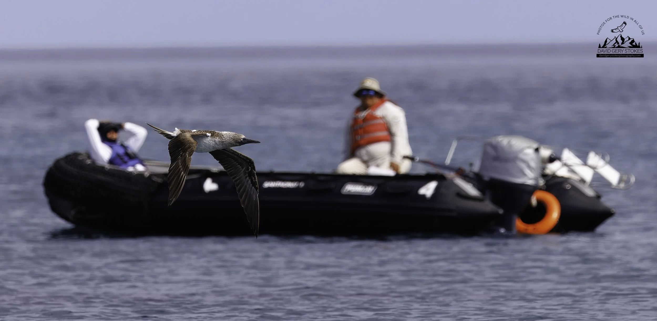 3599 Blue Footed Booby and our Naturalist