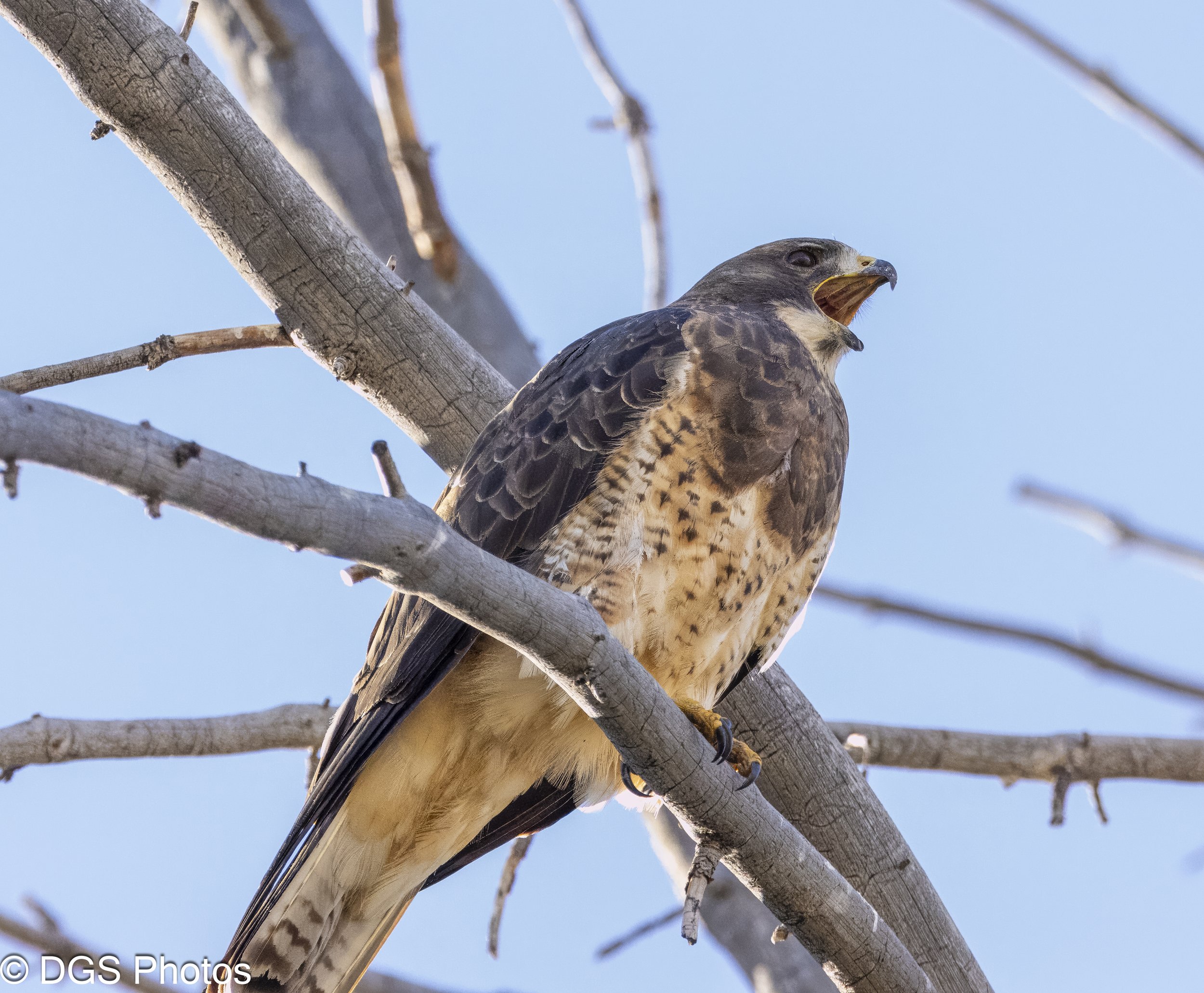 Hawk_Screech_YGT1_9763.jpg