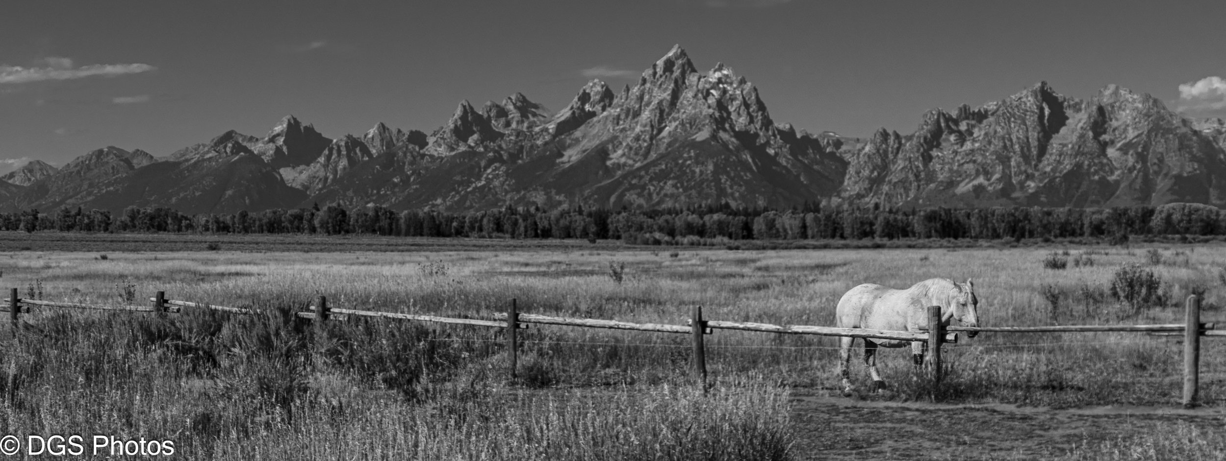 Horse_Fence_BW_YGT1_9982.jpg