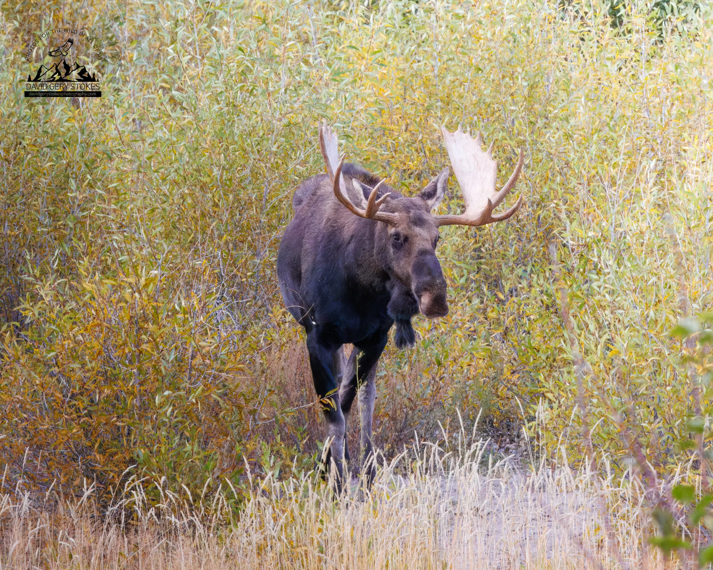 Bull_Moose_CrossLeg_YGT1_WM_9334.jpg
