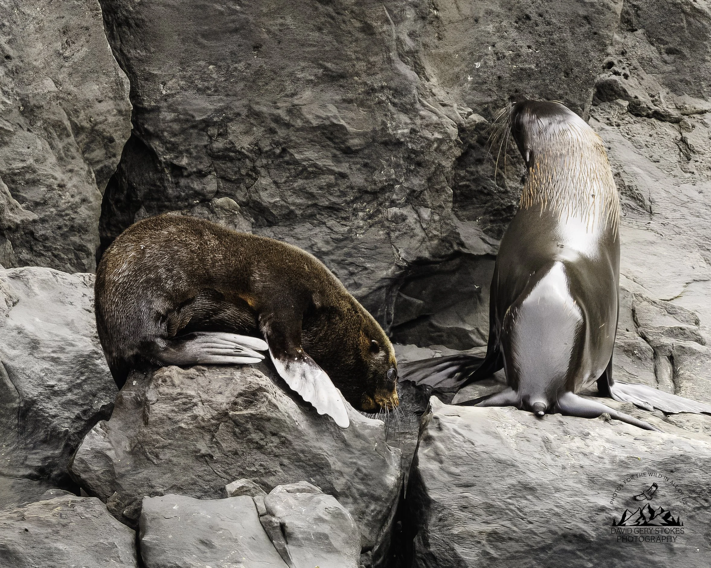0349 Sea Lion Mom and Pup