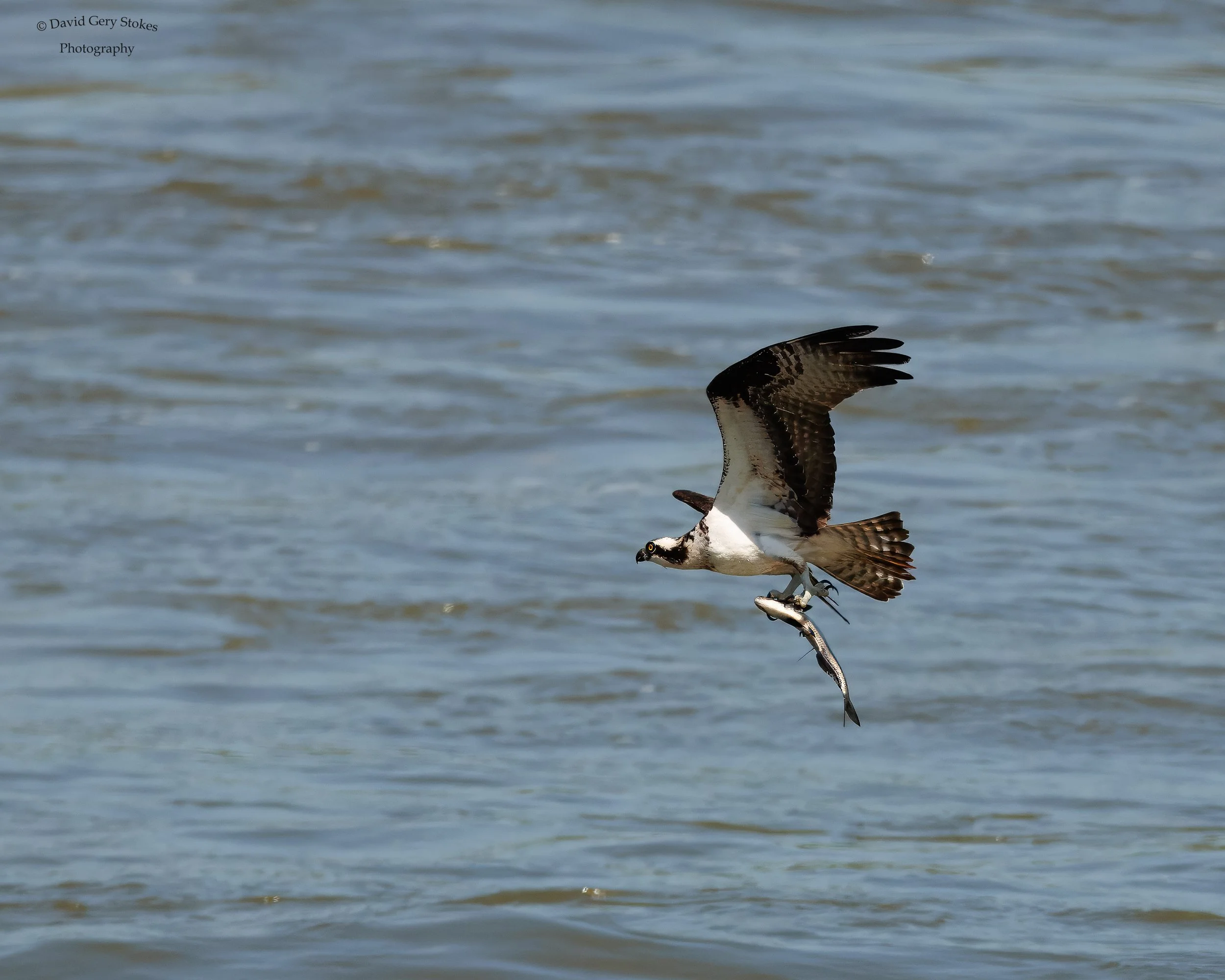 Osprey_Dunk_CWD_042024_WM_5353 - Copy.jpg