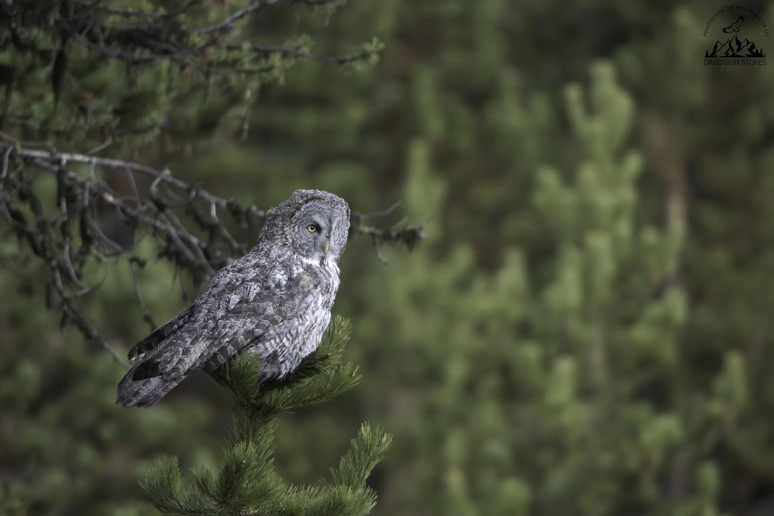 GGrey_Owl_YGT6_1584.jpg