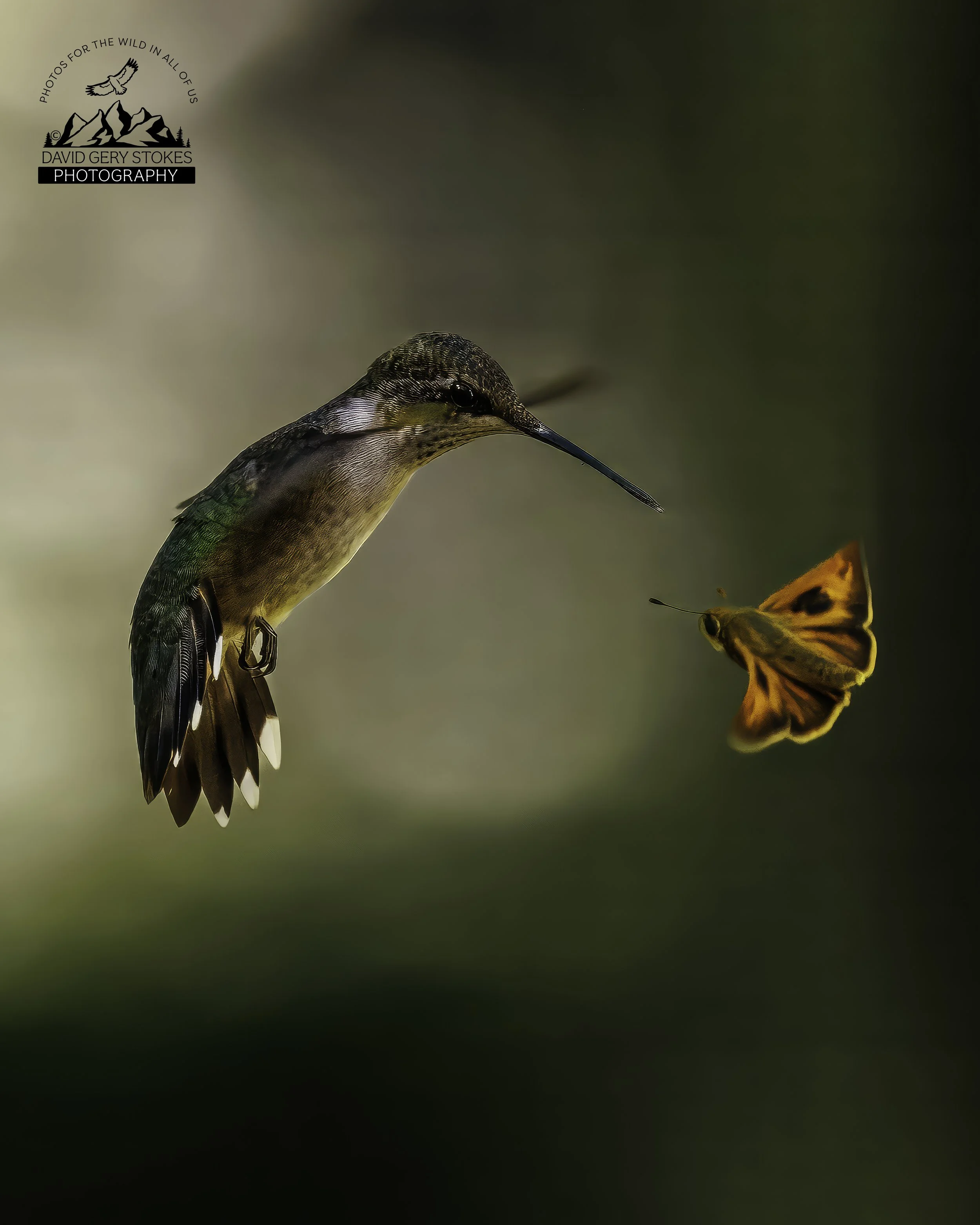 Hummingbird_Moth_Standoff_BY_090826_3879.jpg