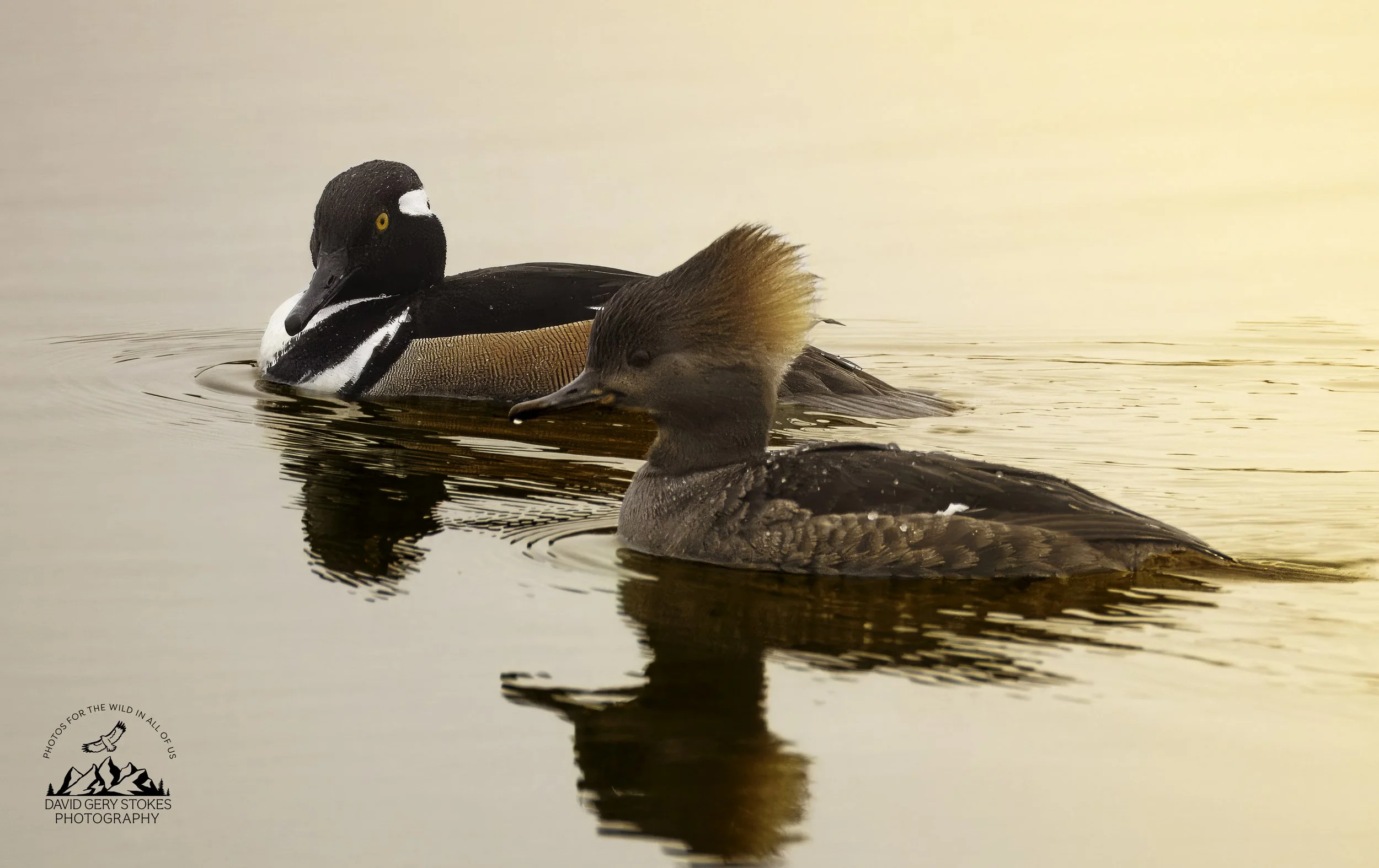 Hooded_Merganser_EF_030726_1676.jpg