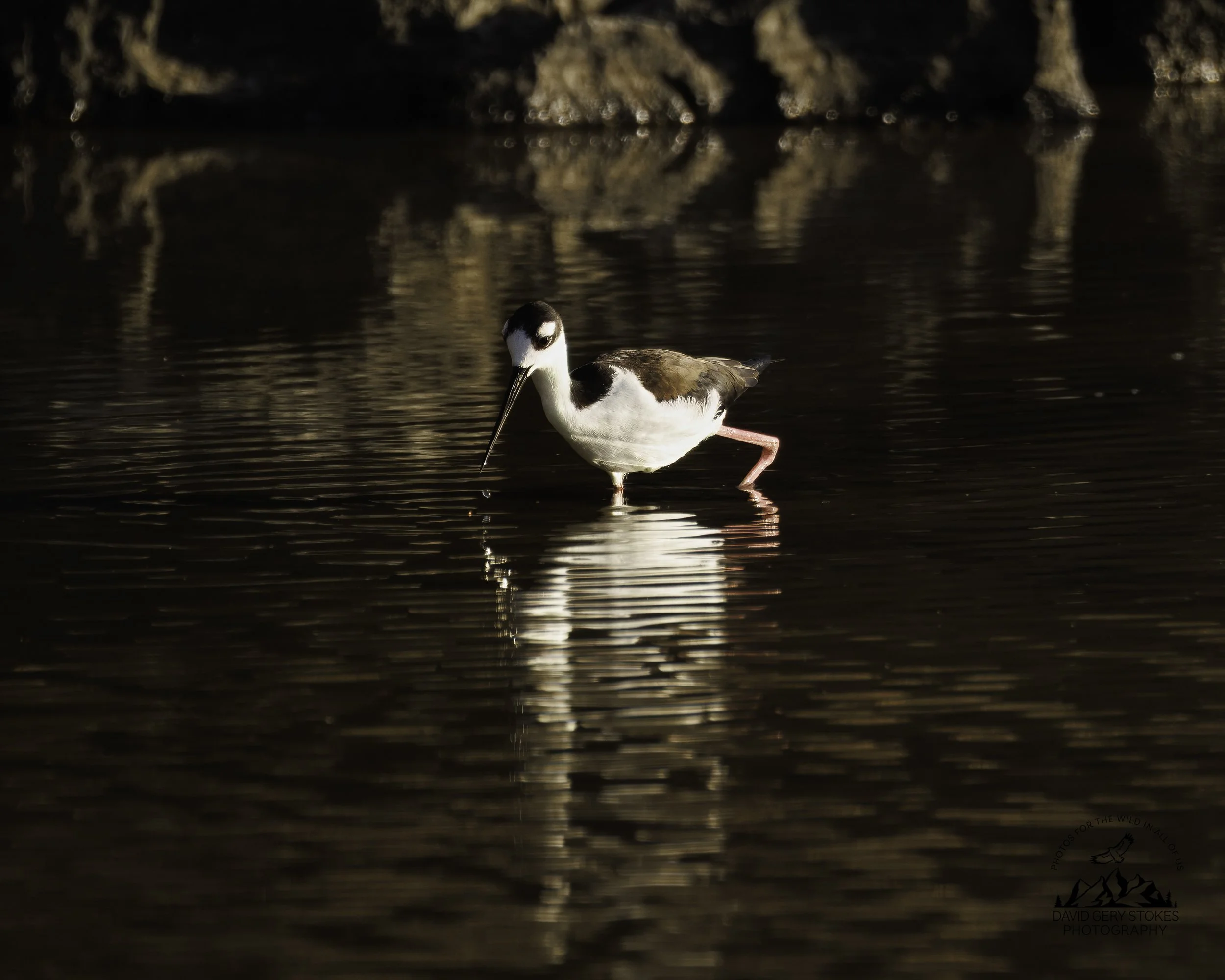 4929 Black-necked Stilt