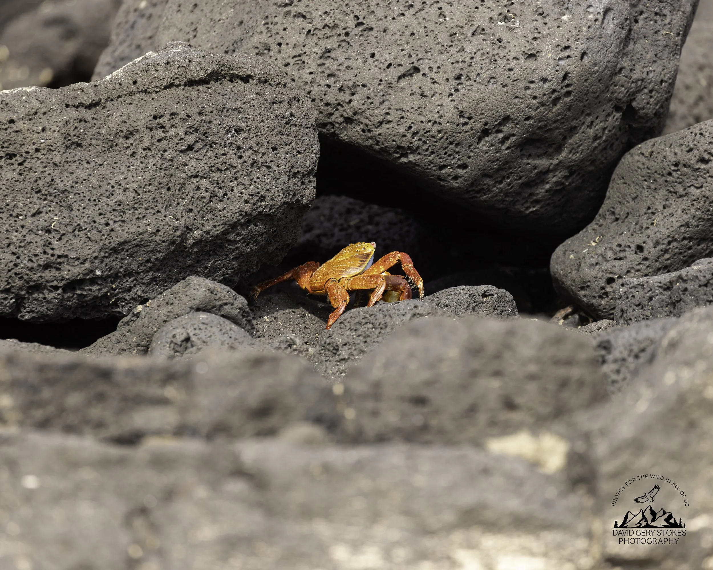 3678 Sally Lightfoot Crab