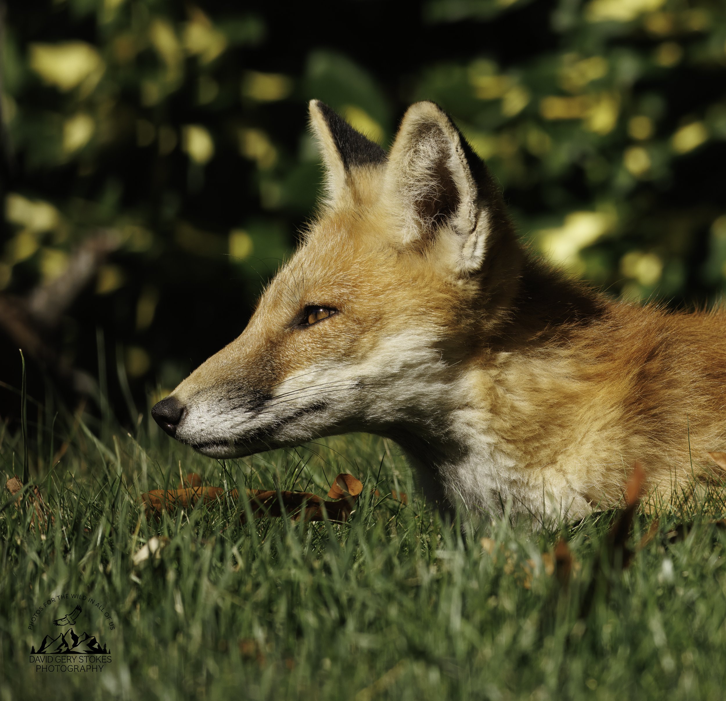 Fox_BY_100125_8398.jpg