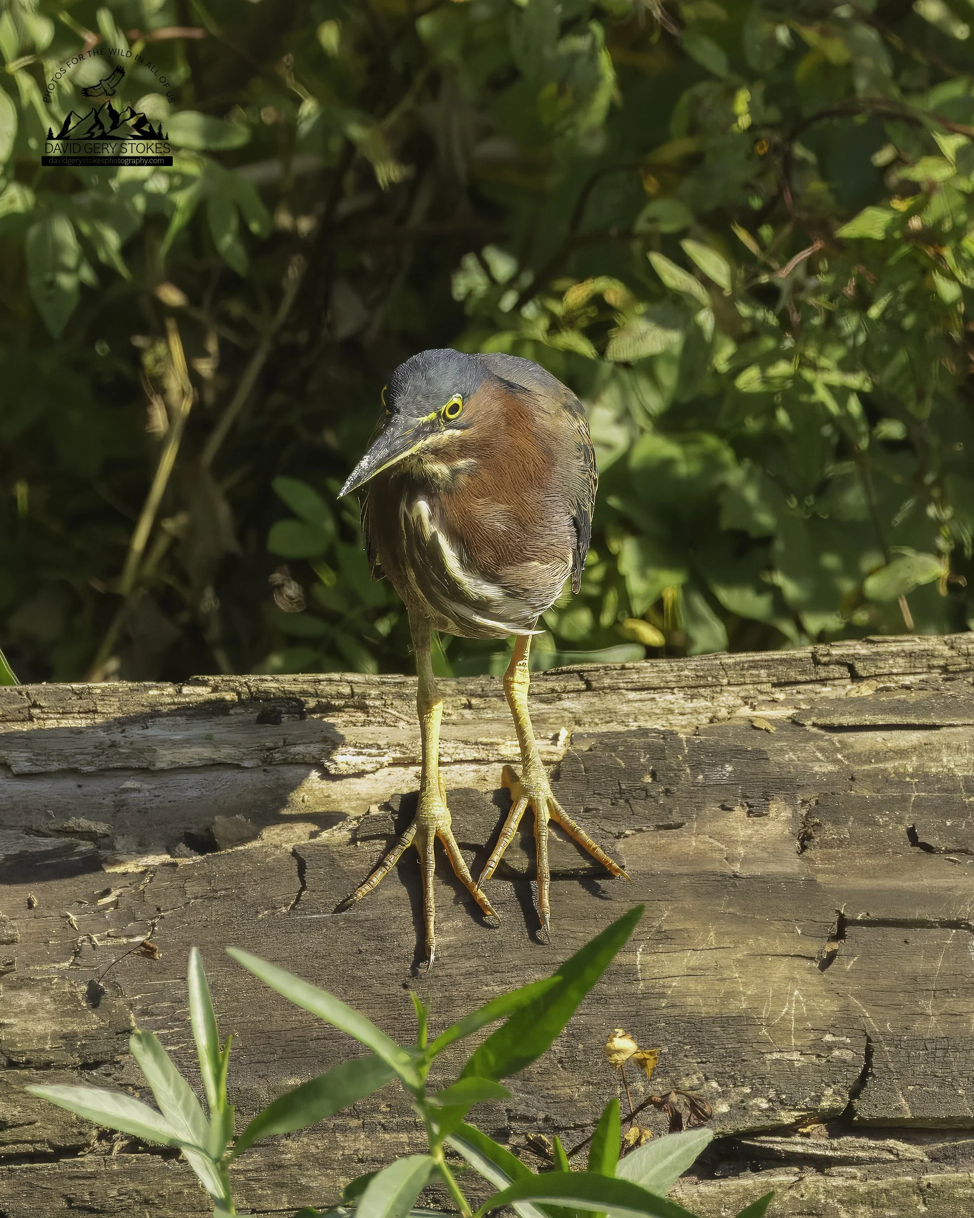 8940.  Big Foot.  Lake Carnegie, NJ.