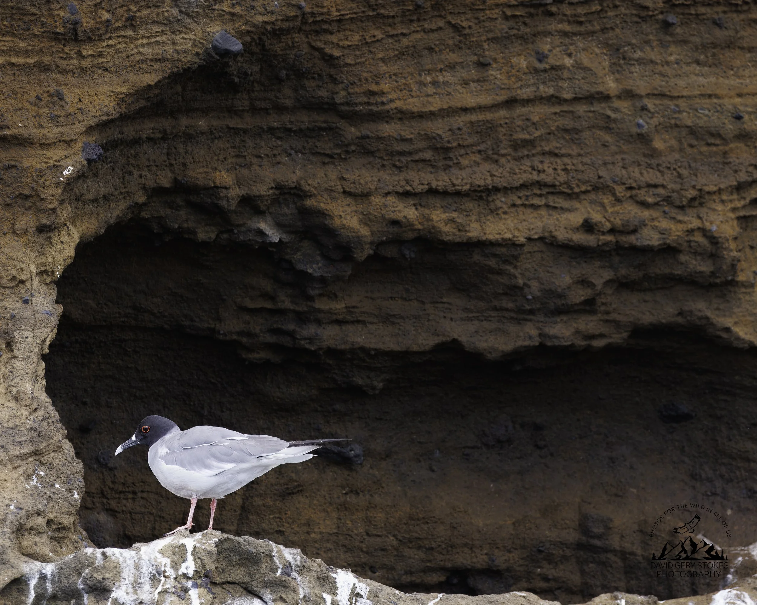 5163 Swallow-tailed Gull