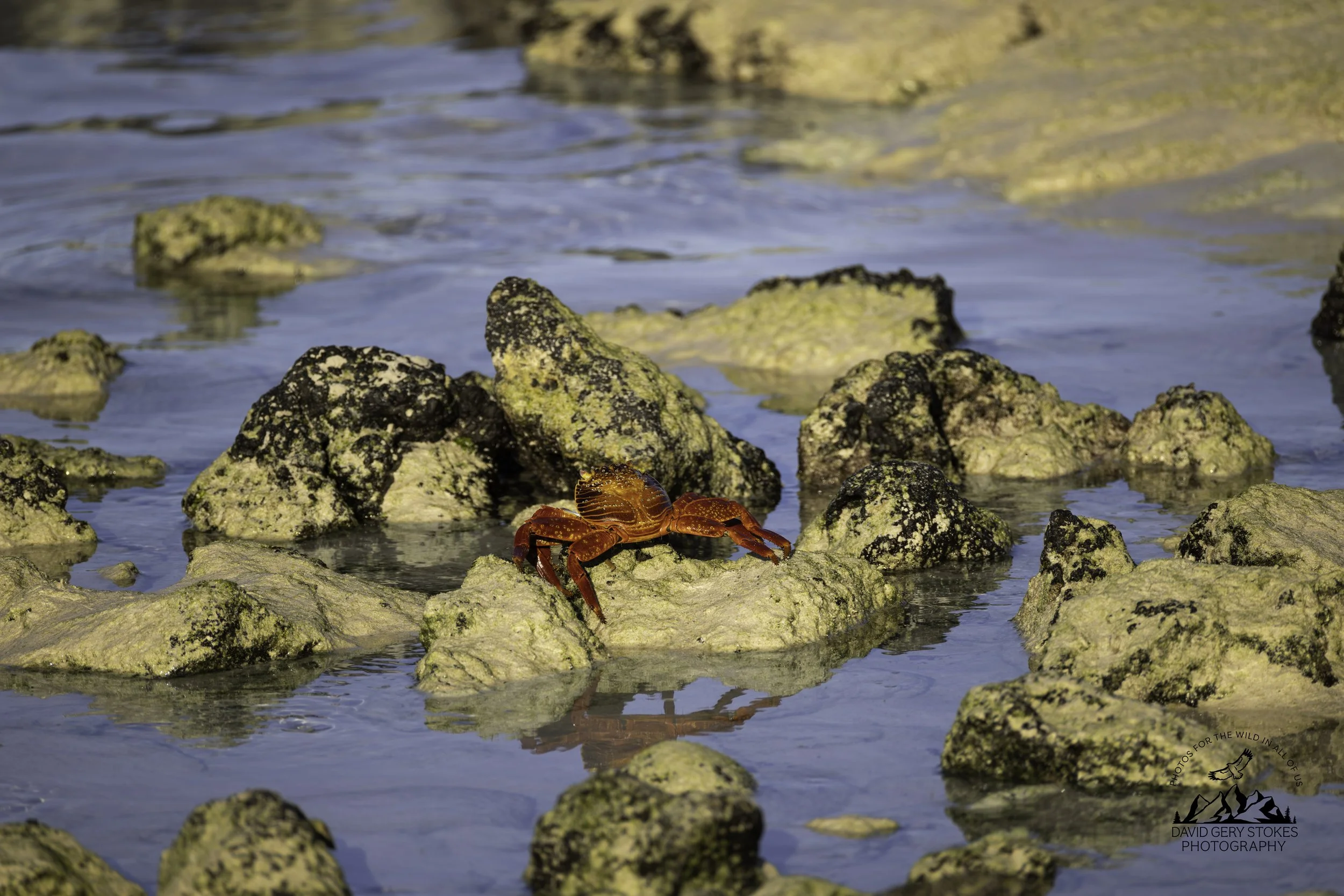 4775 Sally Lightfoot Crab