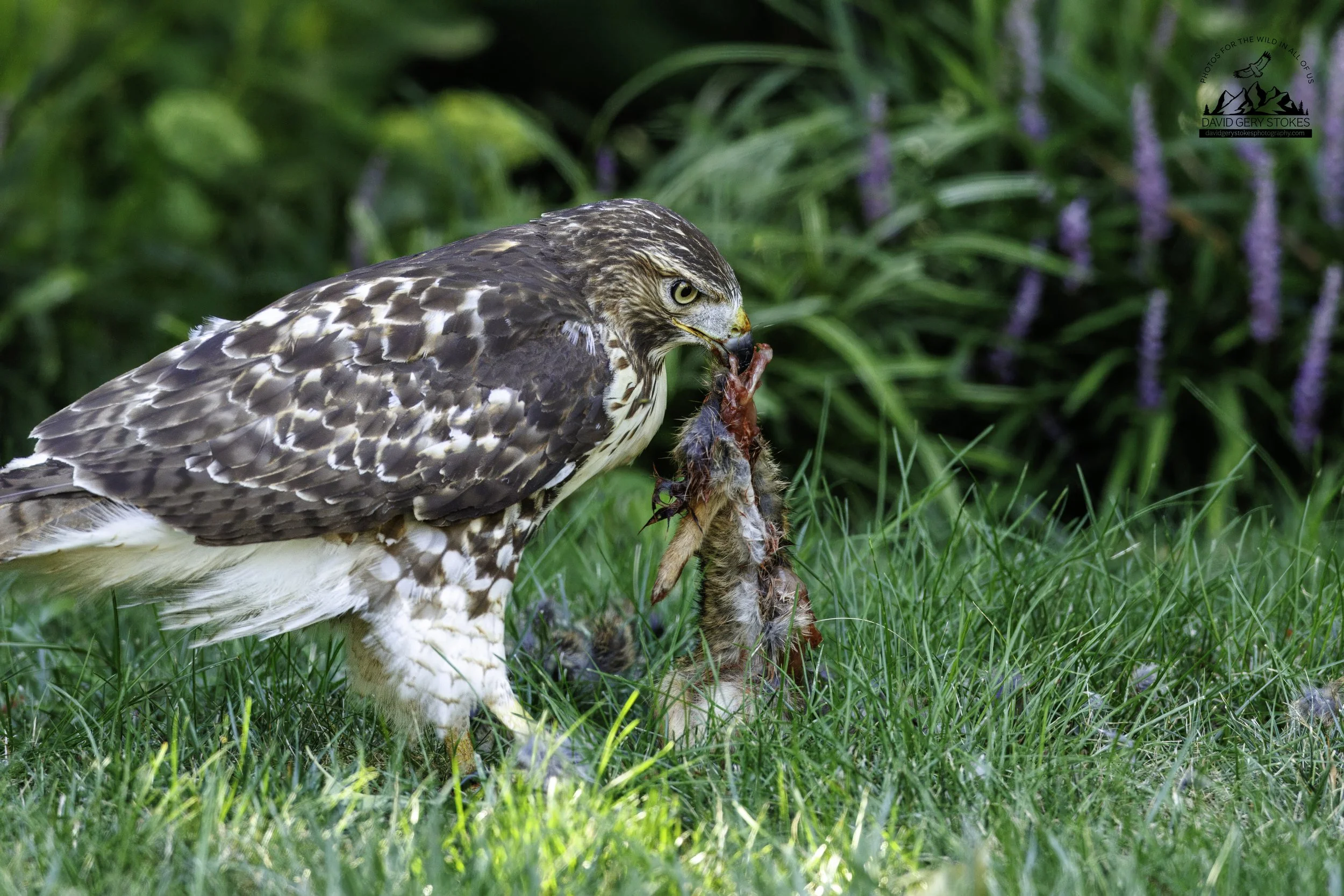Back_Yard_Hawk_2_082725_3609.jpg