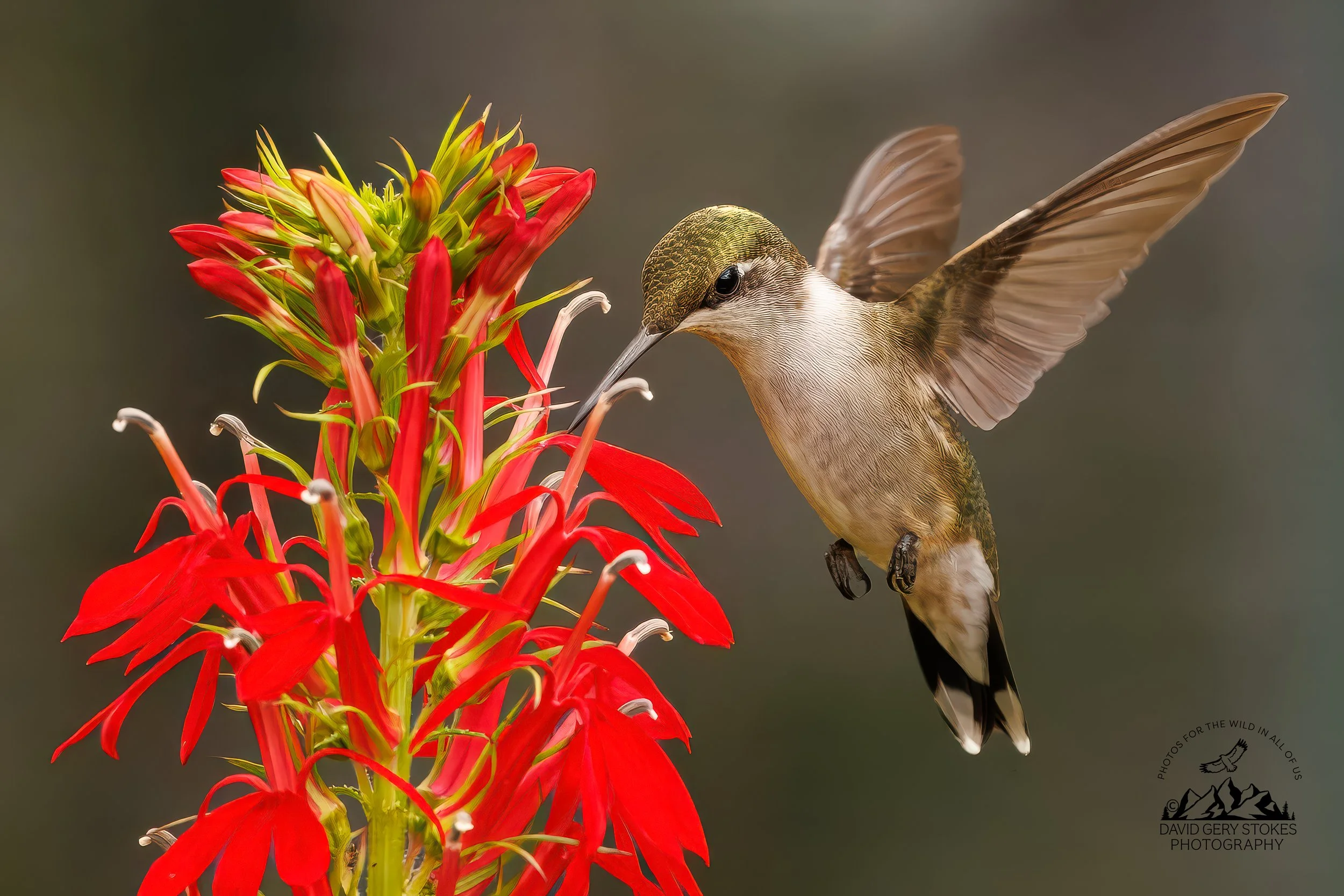 HBird_MCreek_080826_2002.jpg
