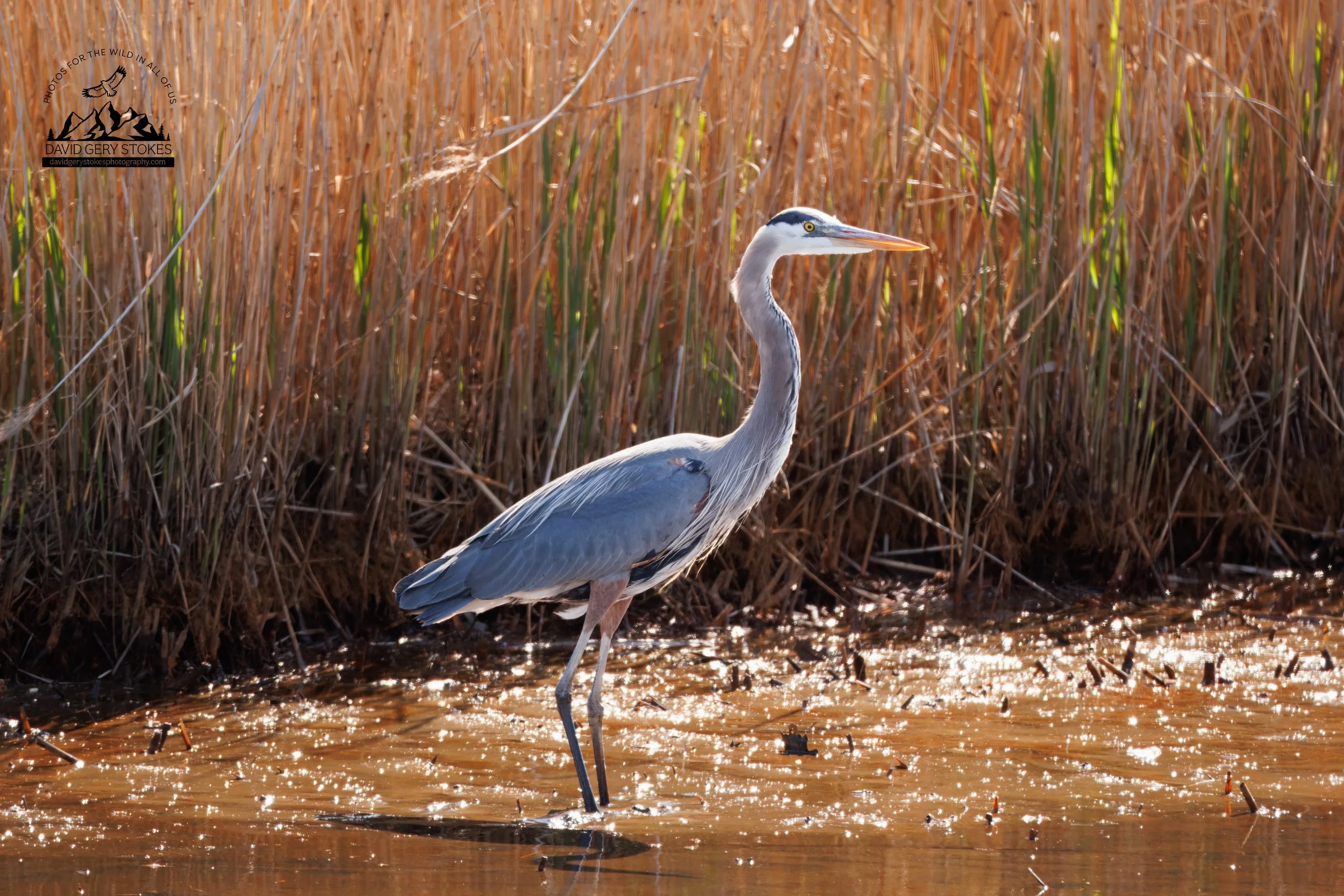 BHeron_Twinkle_BH_041725_6927.jpg