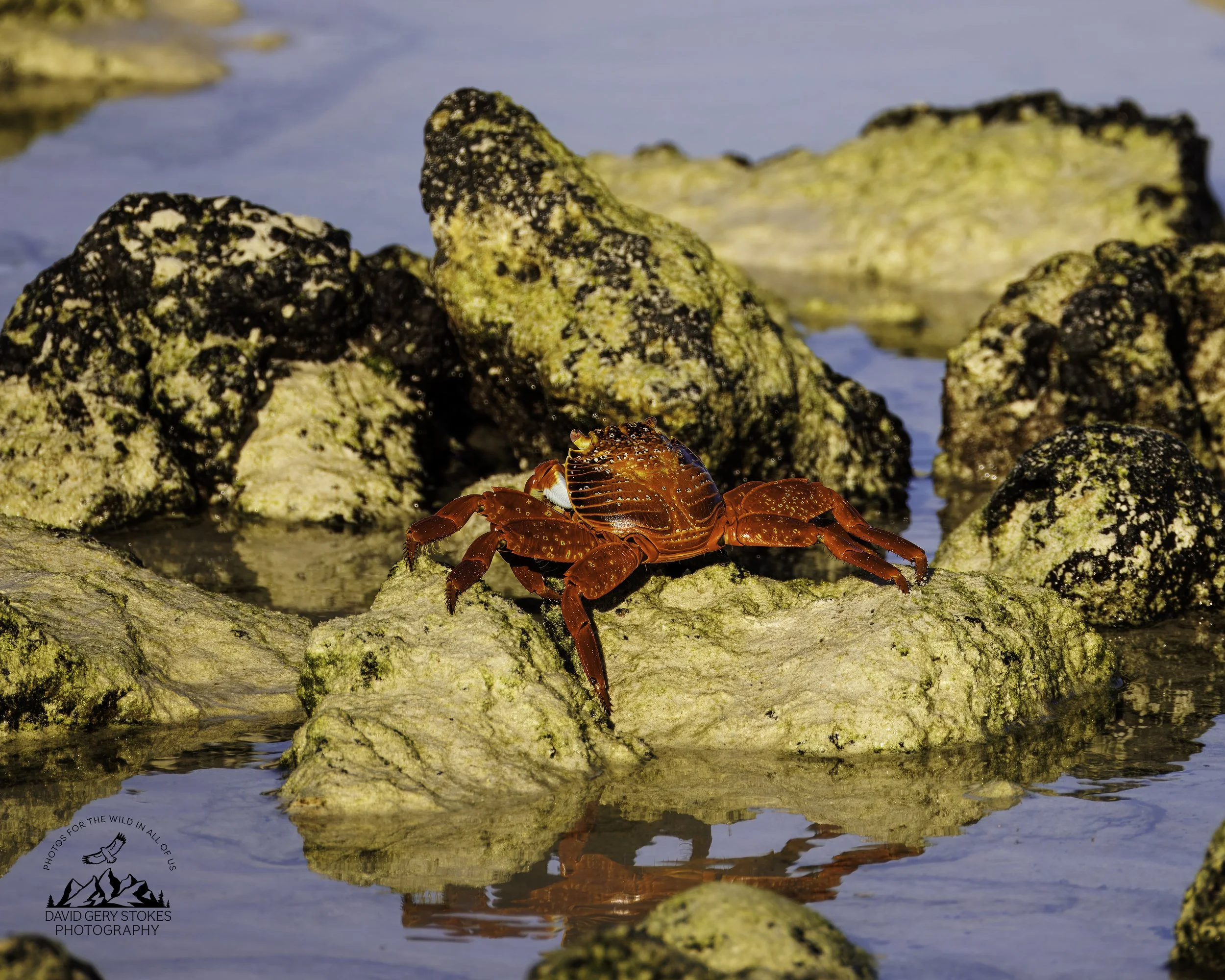 4770 Sally Lightfoot Crab
