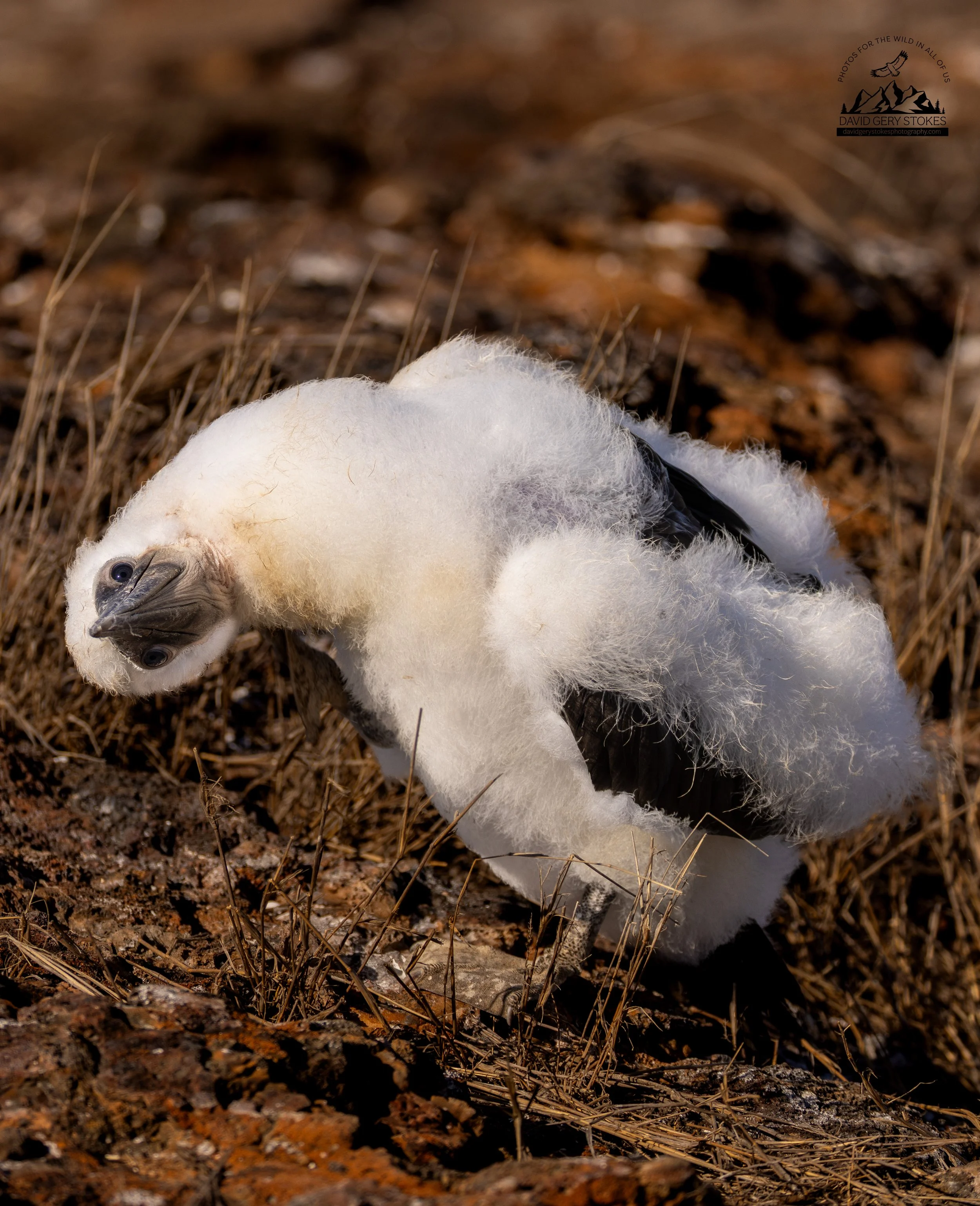 8838 Nazca Booby Chick