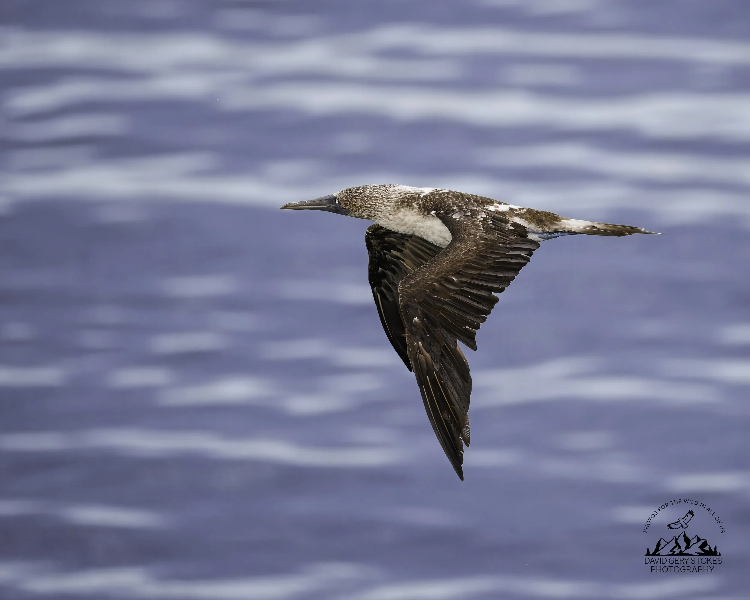 4307 Blue Footed Booby