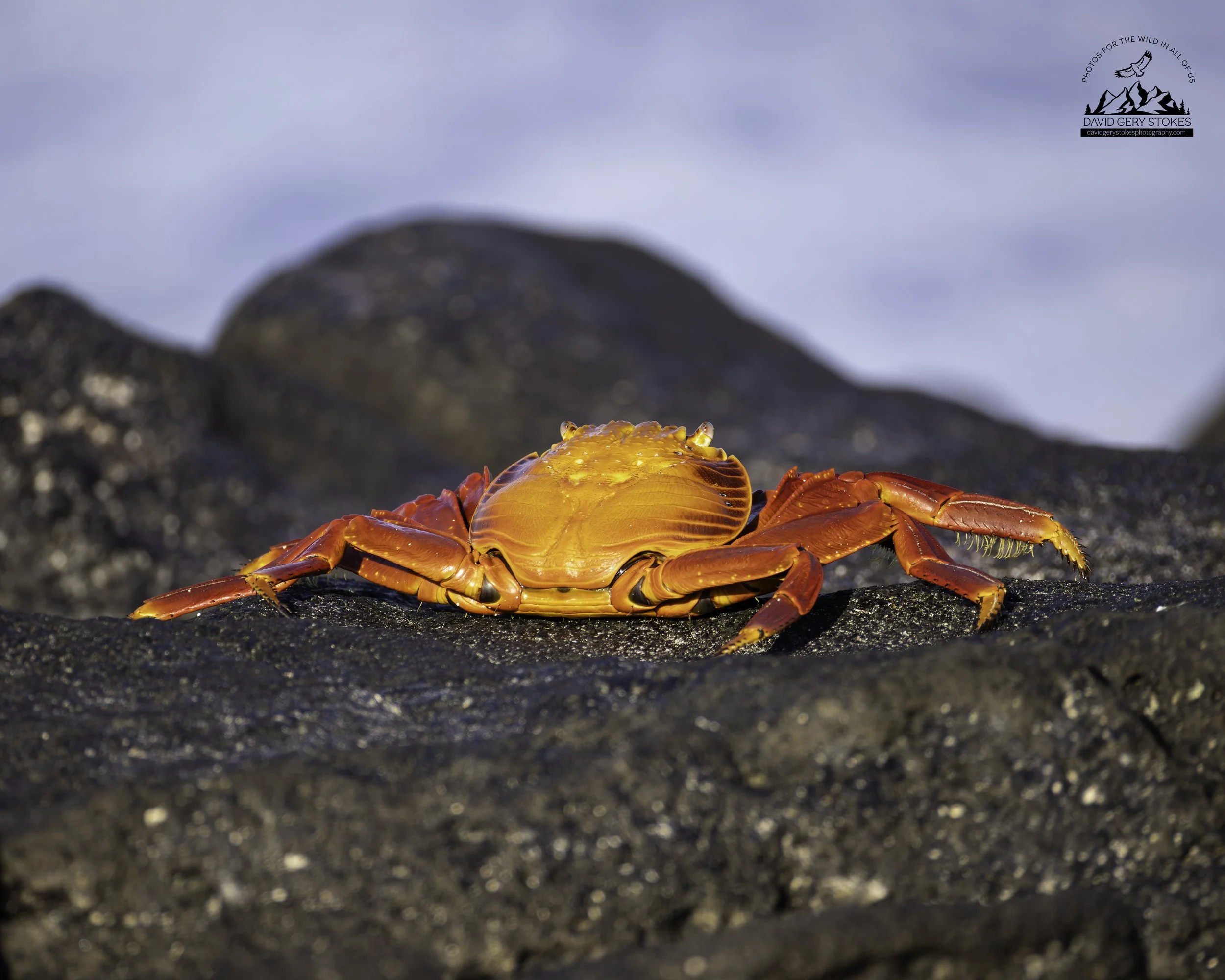 4495 Sally Lightfoot Crab