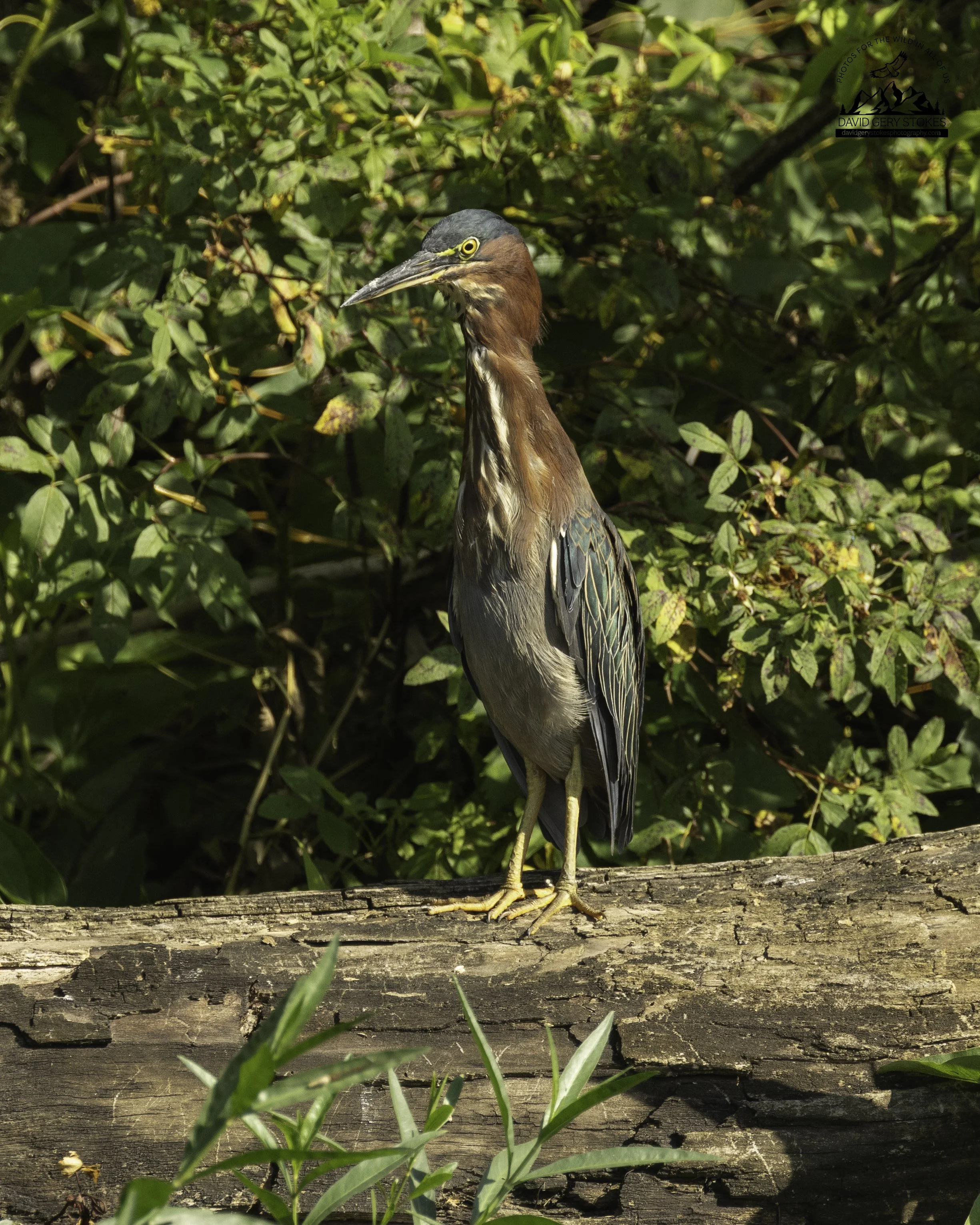 8910.  7th-inning Stretch.  Green Heron.  Lake Carnegie, NJ.