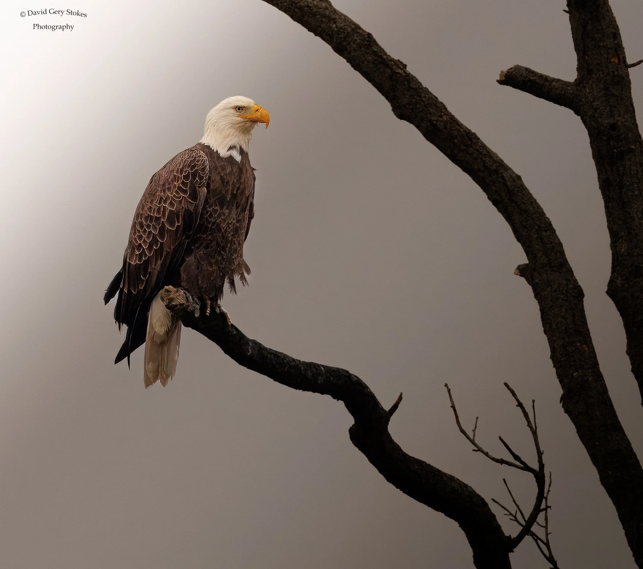 8507. Adult Bald Eagle cloudy day perch. Bombay Hook, DE.