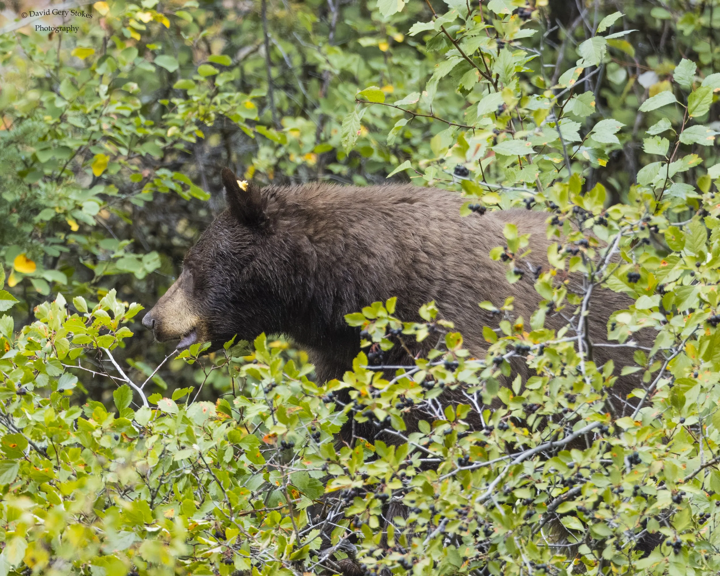 Berrybear_mouth_YGT3_092222_WM_0612.jpg