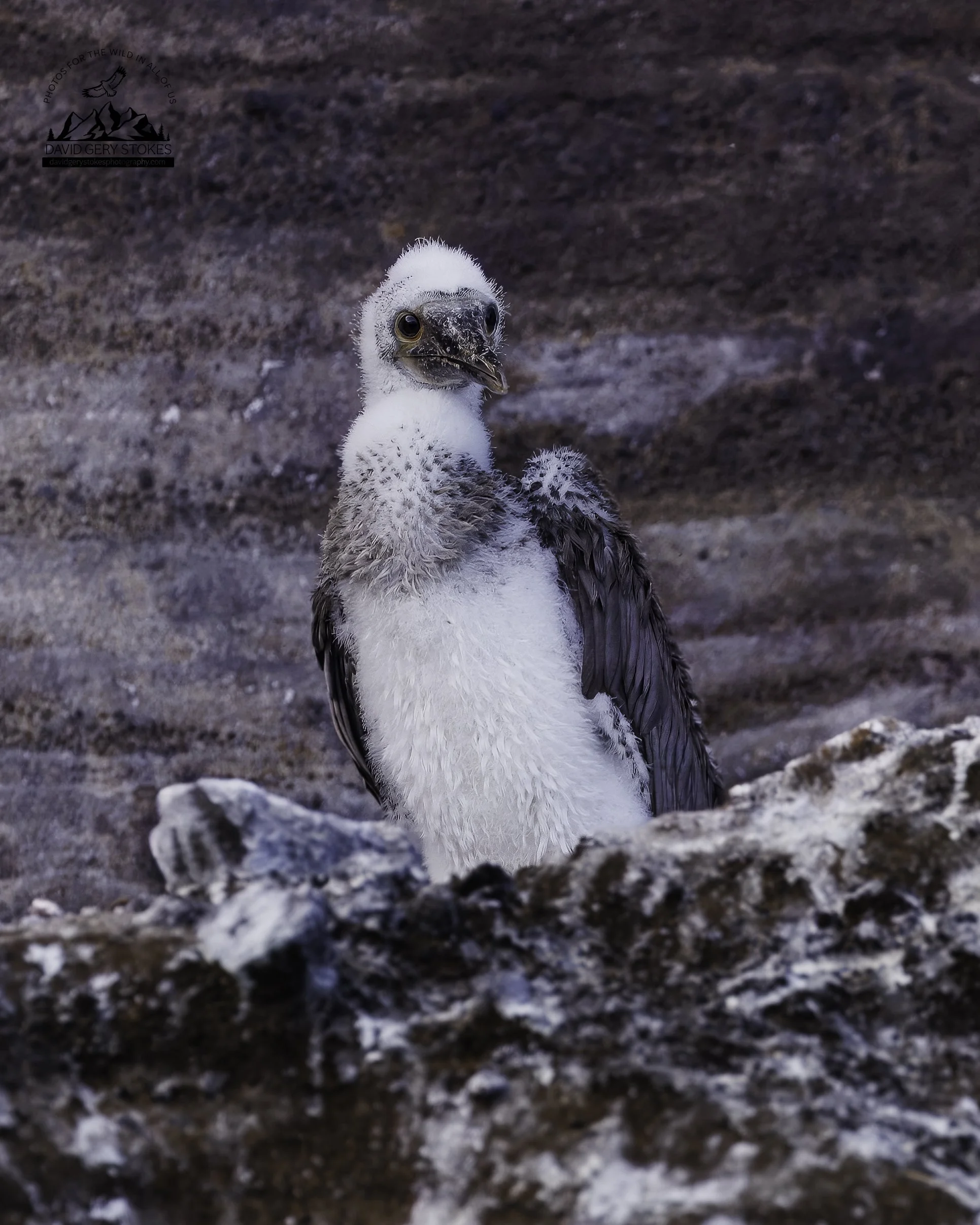 5545 Blue Footed Booby Chick