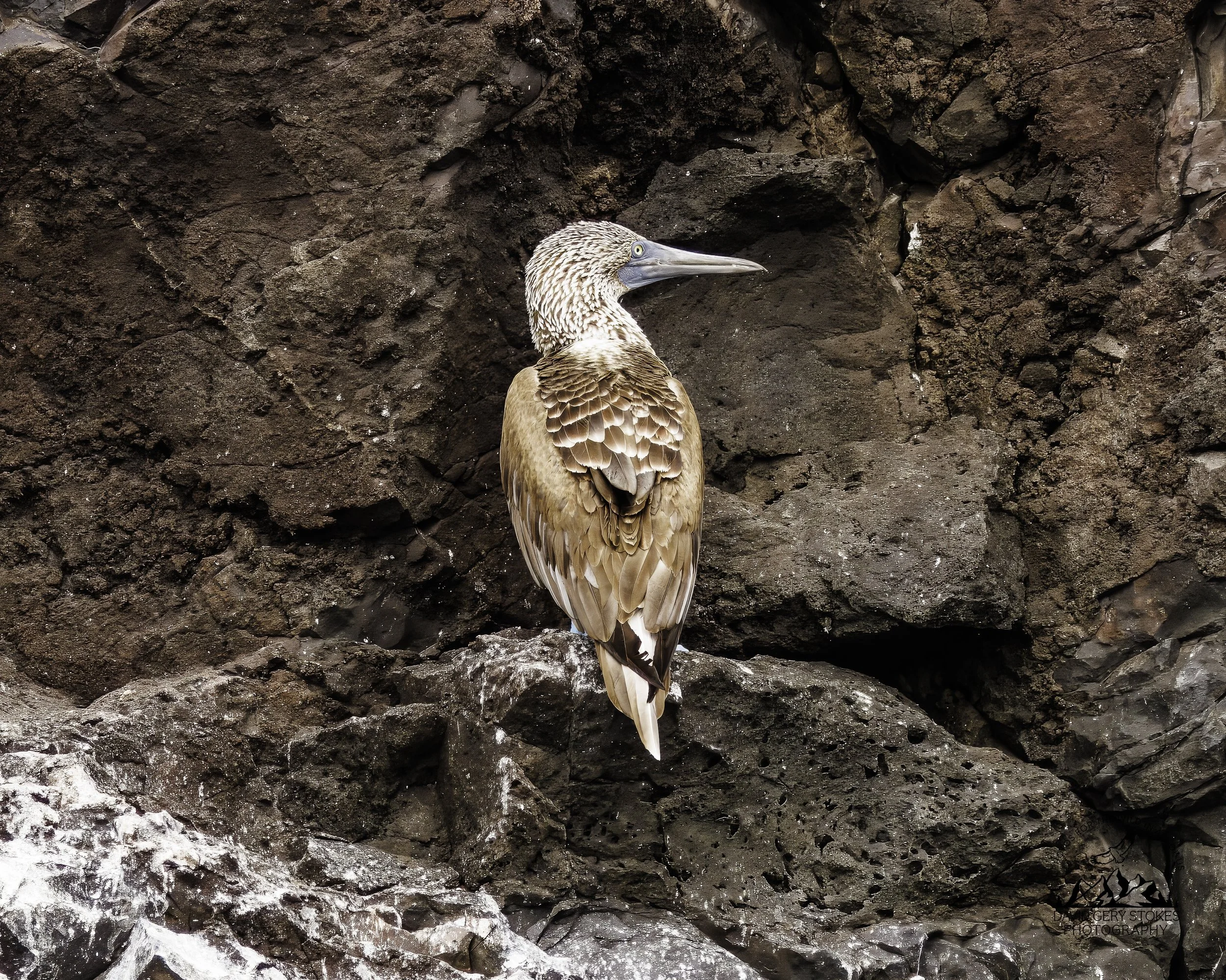 9934 Blue Footed Booby