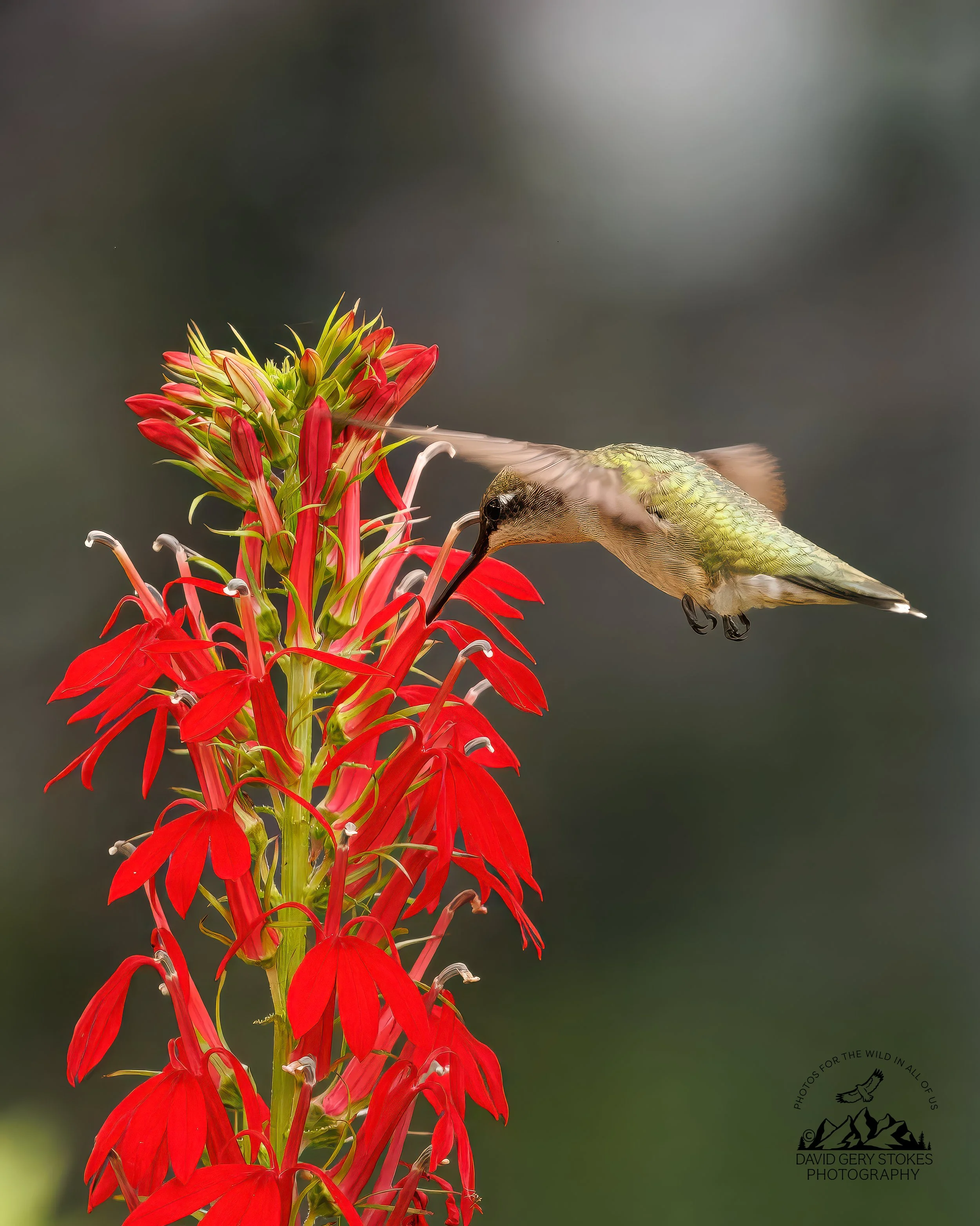 HBird_MCreek_080826_1997.jpg