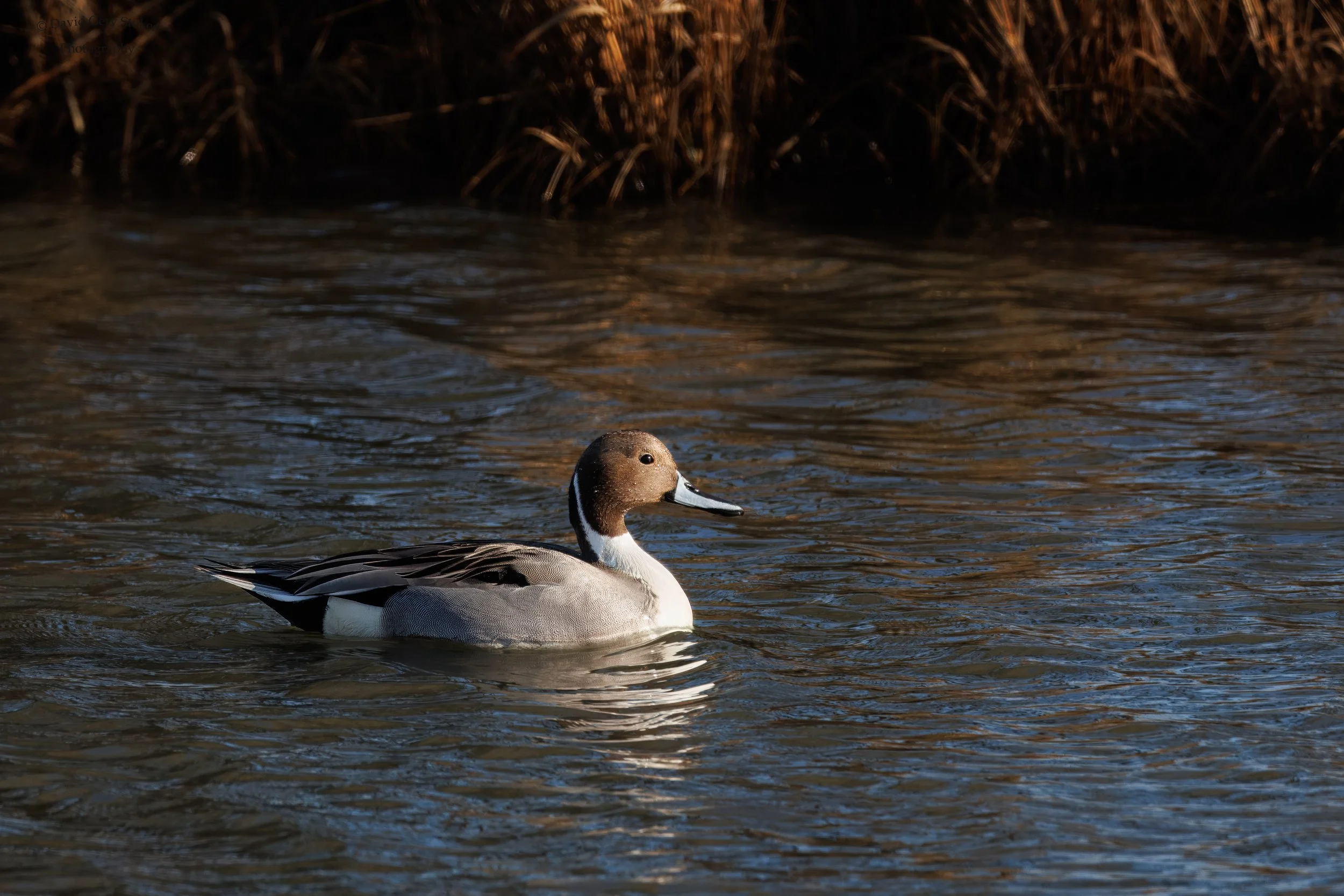 North_Pintail_EForsythe_123024_7684.jpg