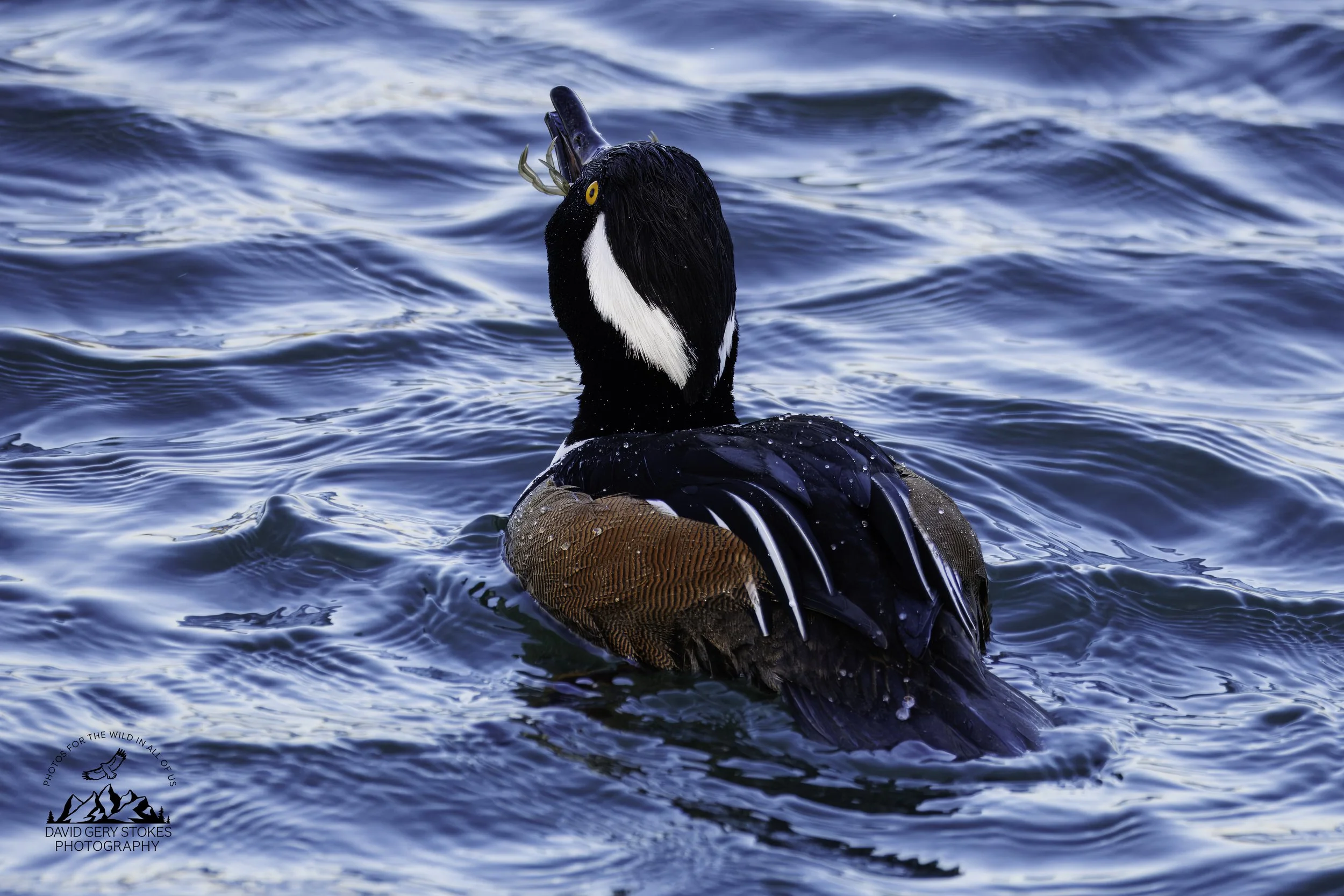 Hooded_Merganser_EF_021126_1147.jpg