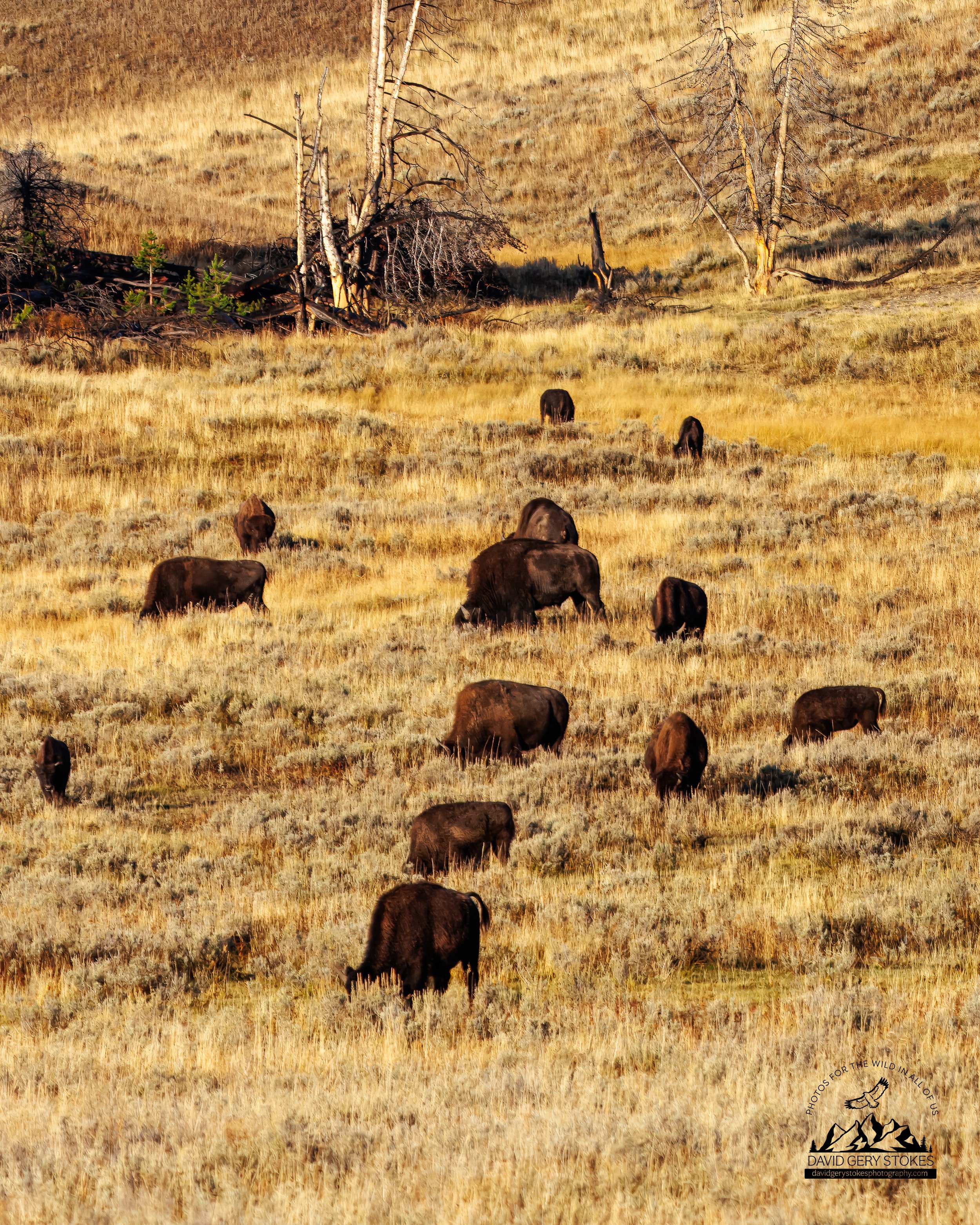 Buffalo_Field_YGT3_092222_CU_WM_0782.jpg