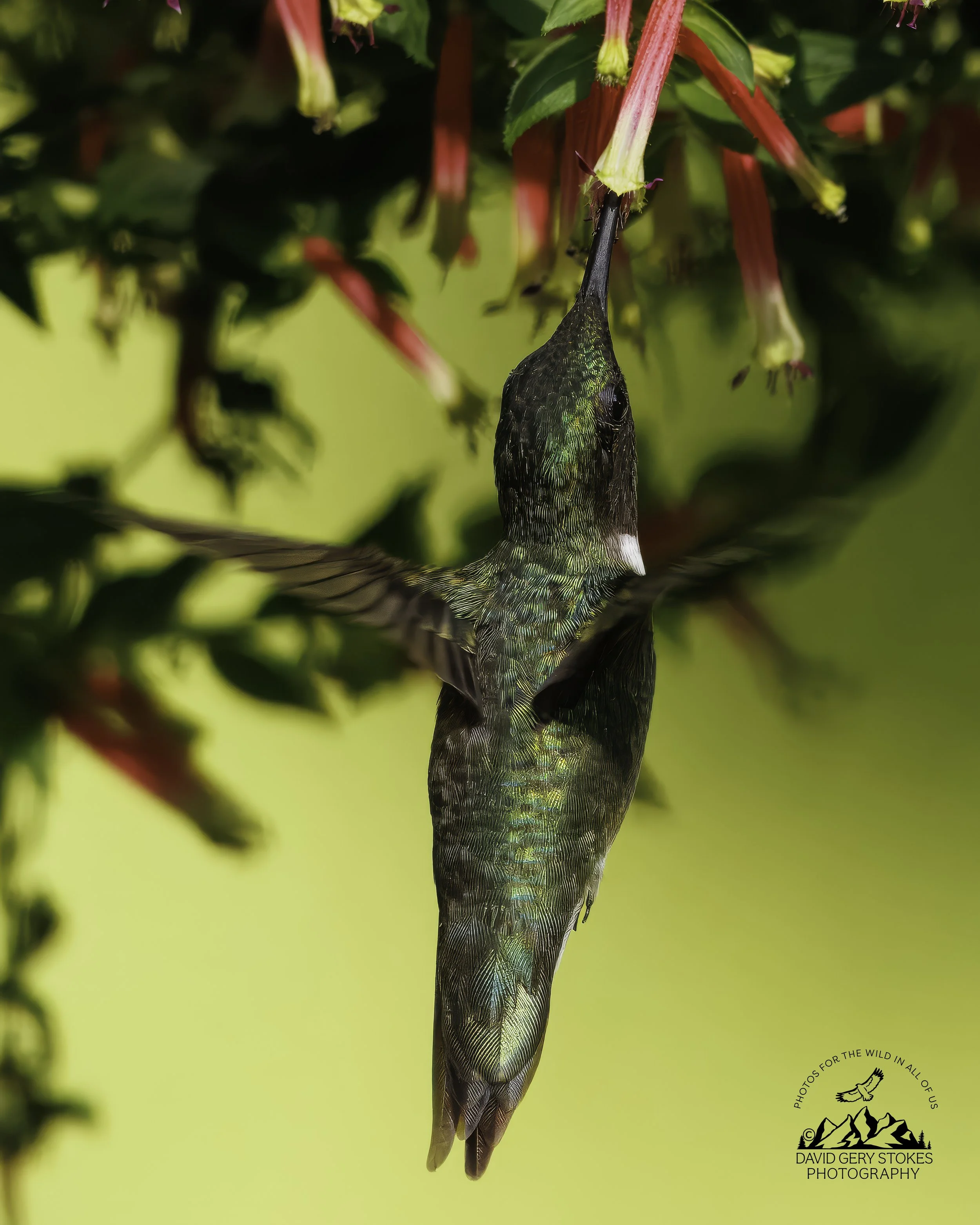 HBird_BY_080626_1588.jpg
