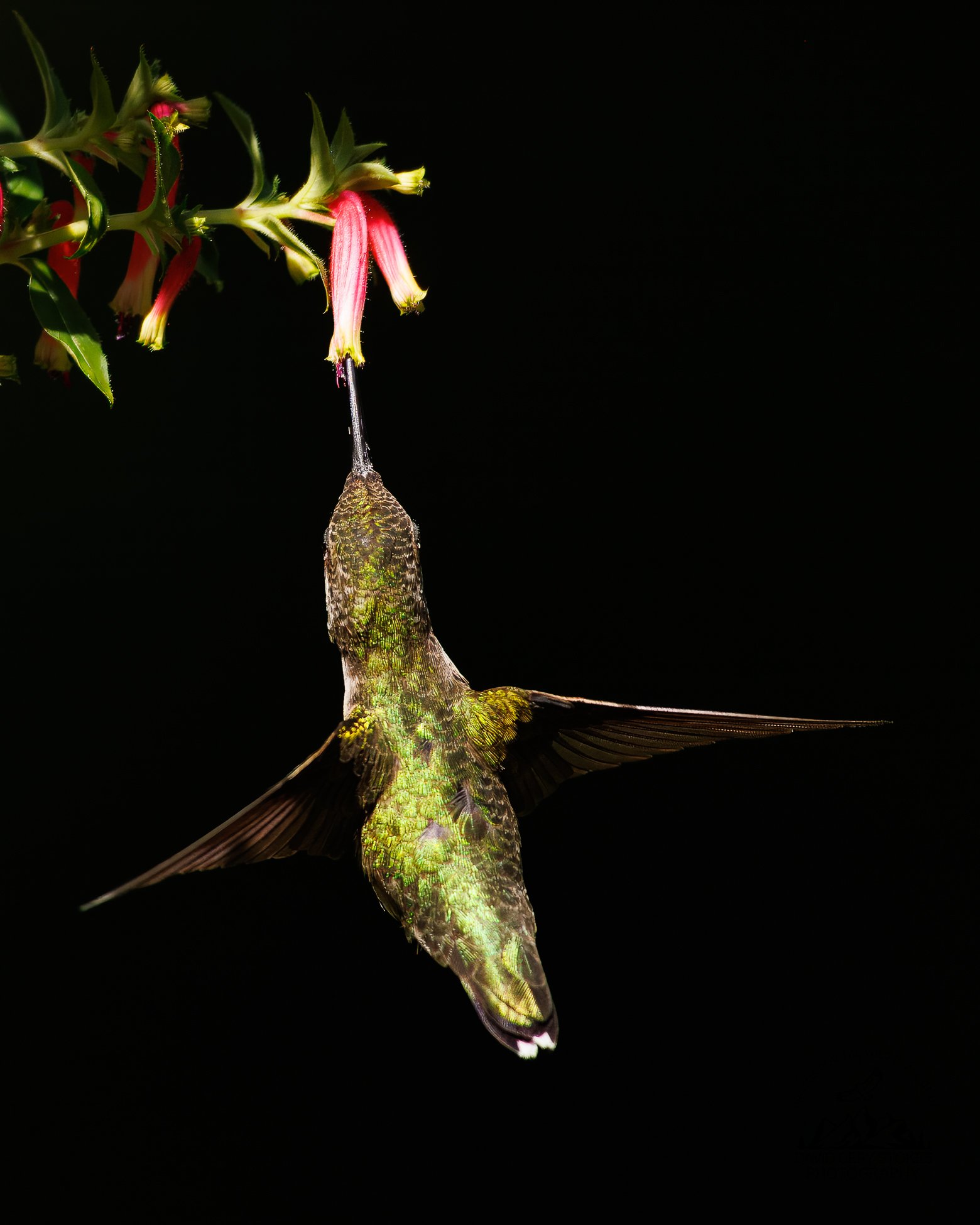 HummBird_BY_082026_3363 - Copy.jpg