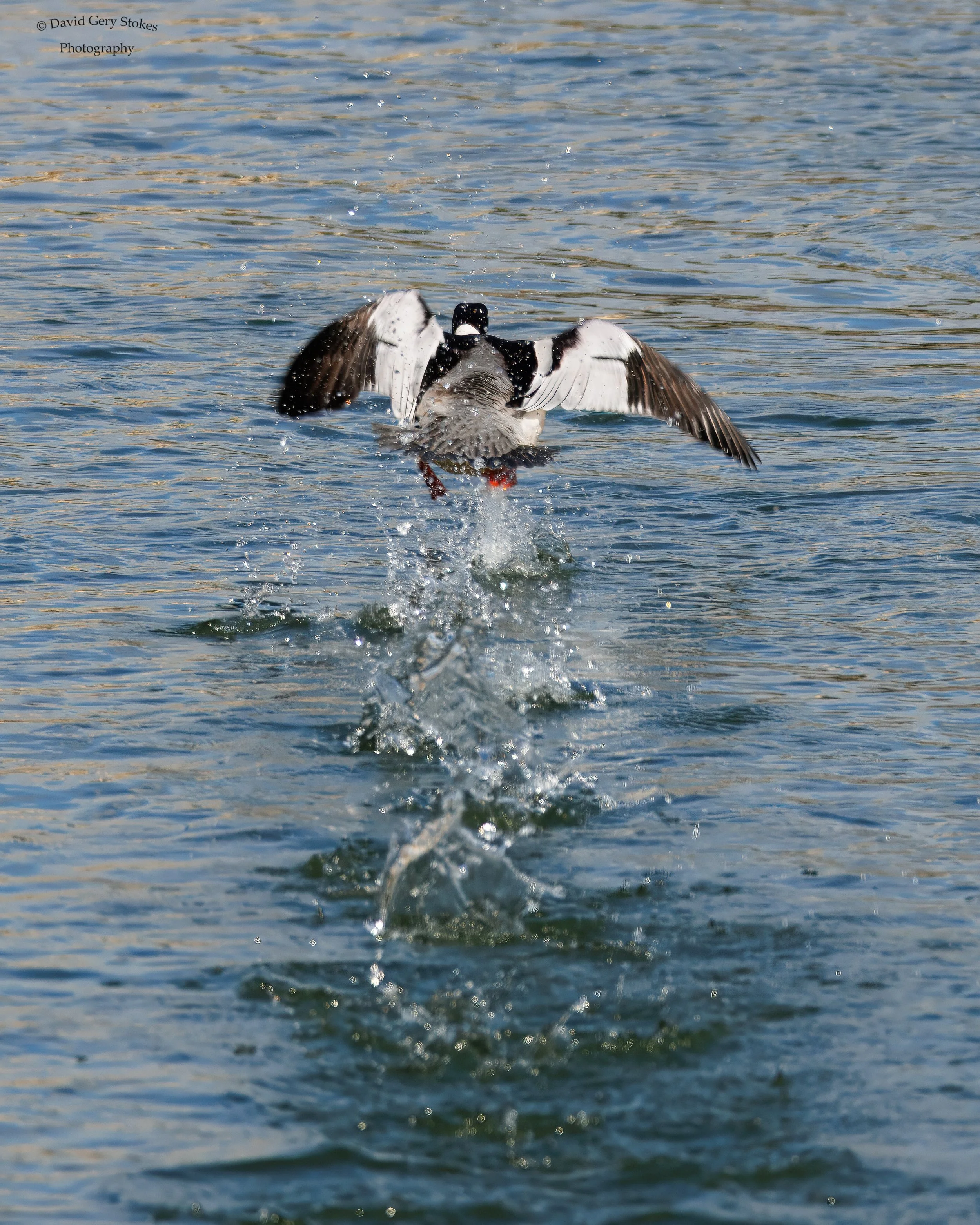 Duck-TakingOff_CWD_021725_WM_9542 - Copy.jpg