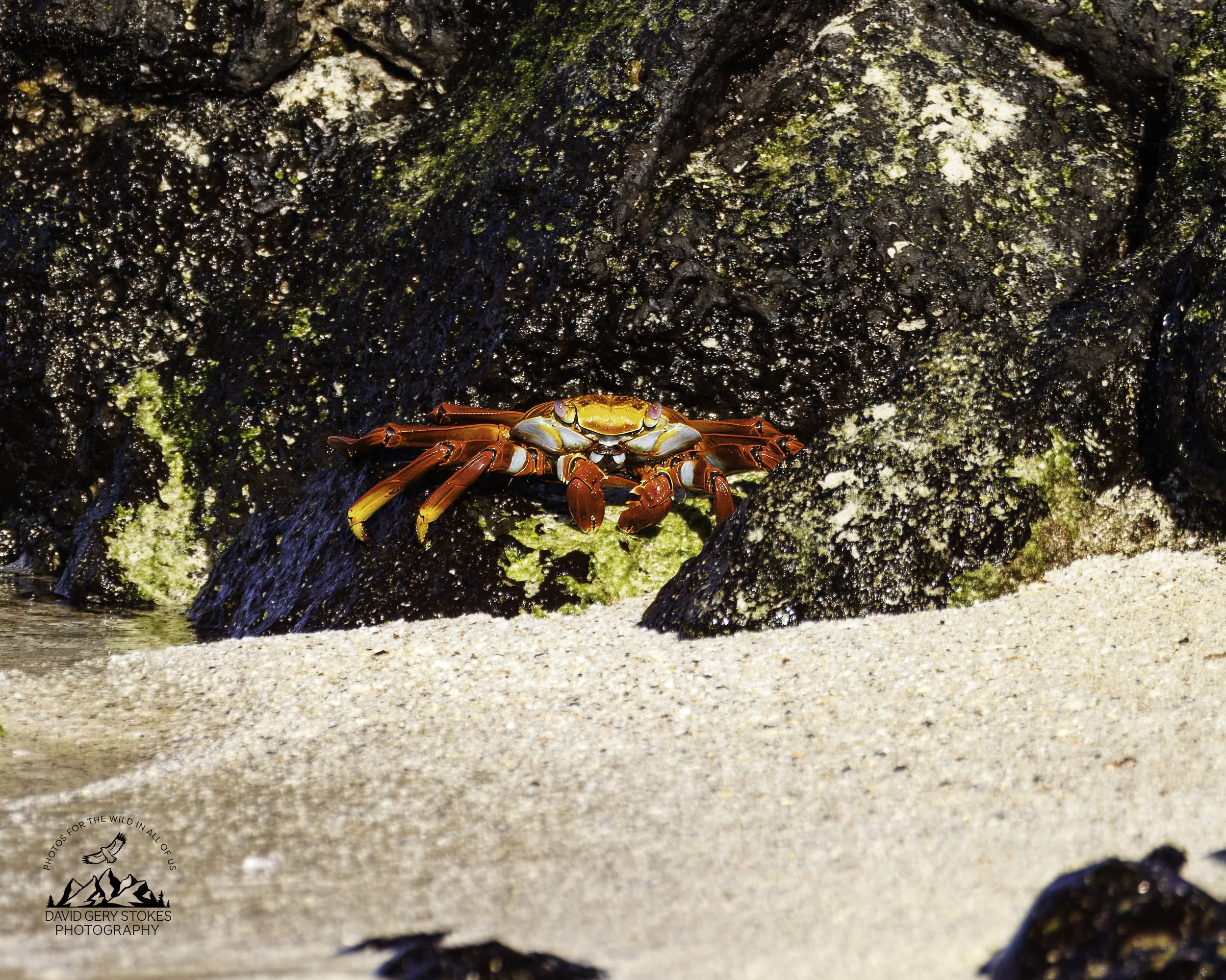 4424 Sally Lightfoot Crab