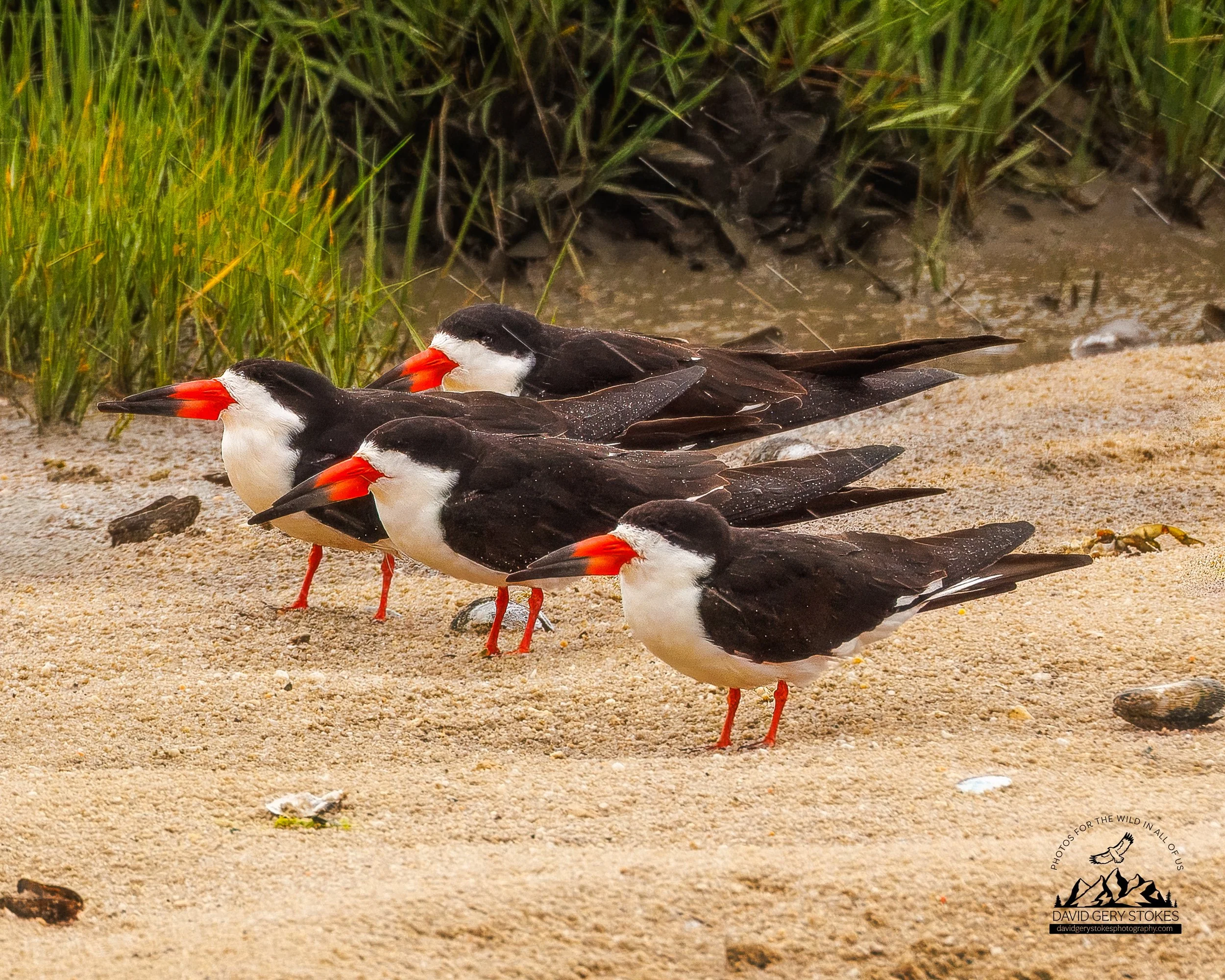 0326.  Black Skimmers, Edwin Forsythe Wildlife Refuge, NJ.