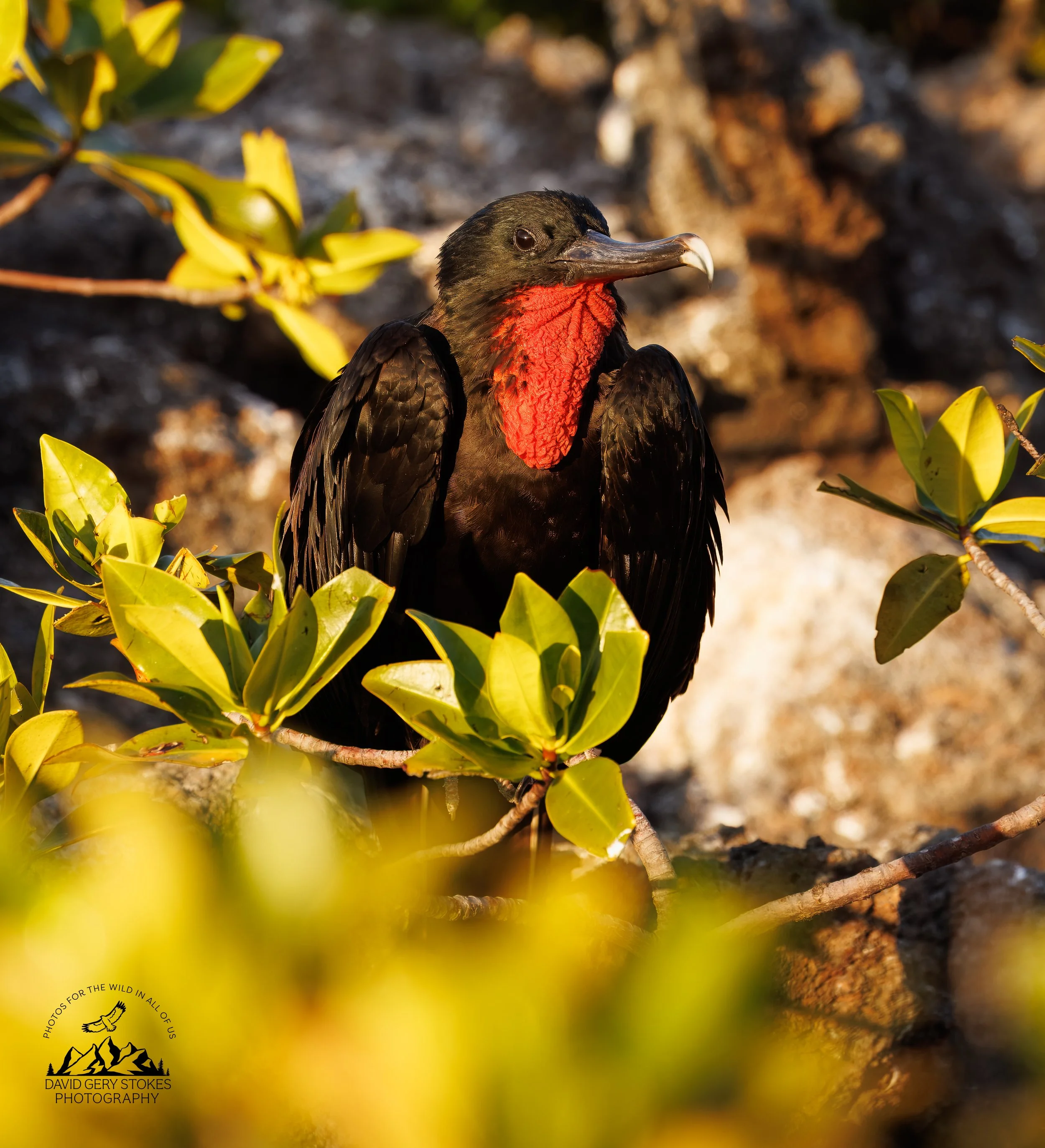 0428 Magnificent Frigatebird