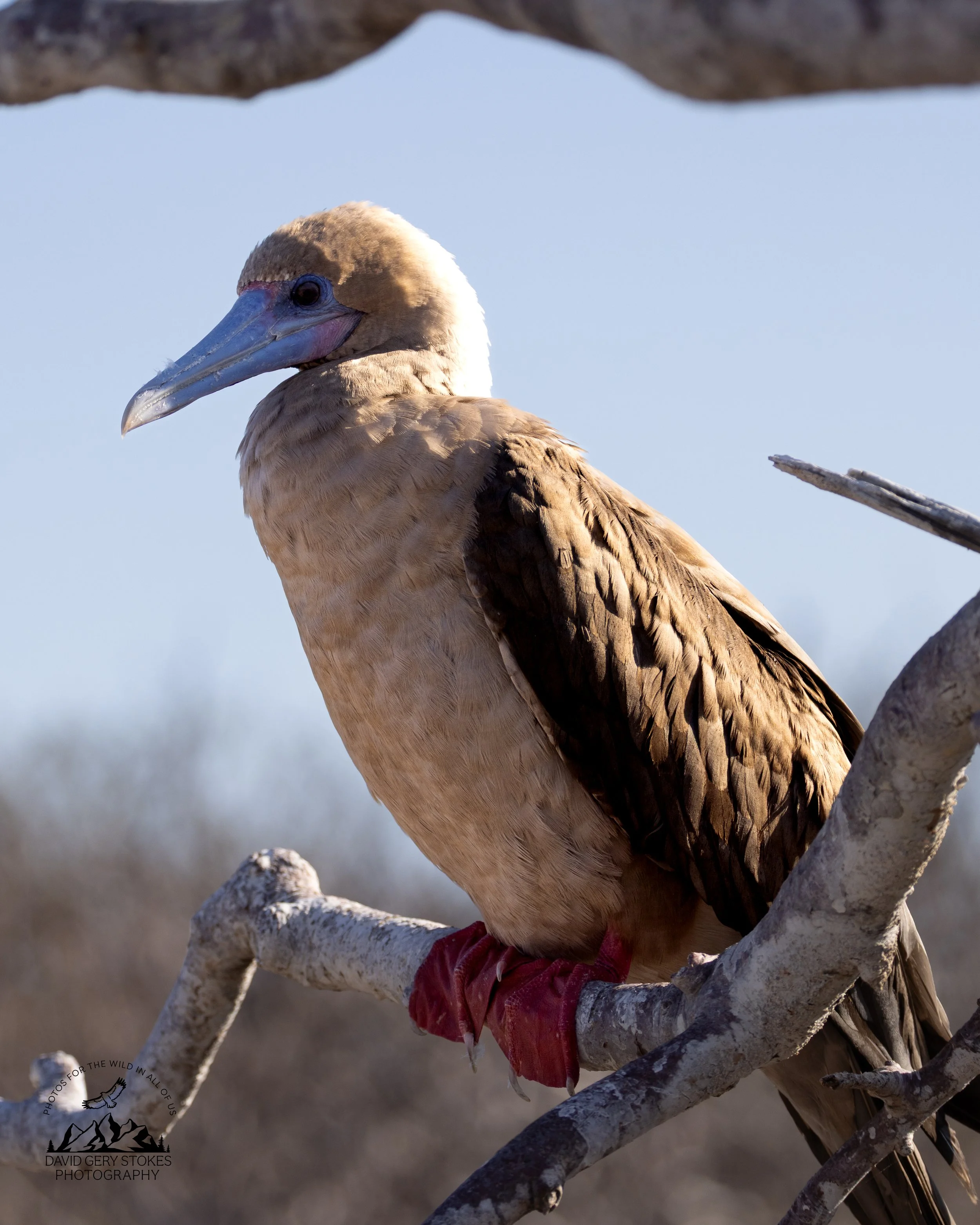 8605 Red-footed Booby