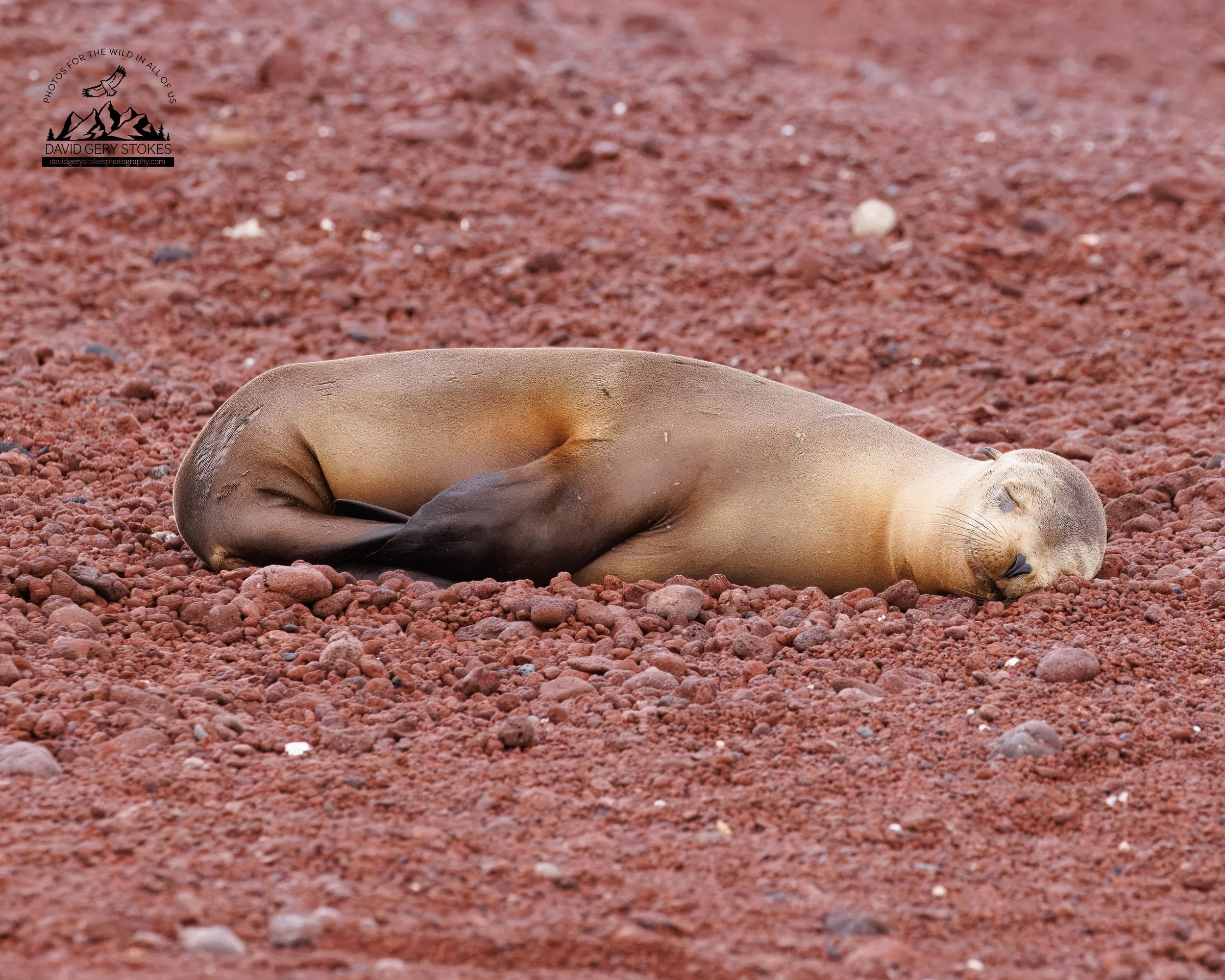 7975 Sleepy Sea Lion