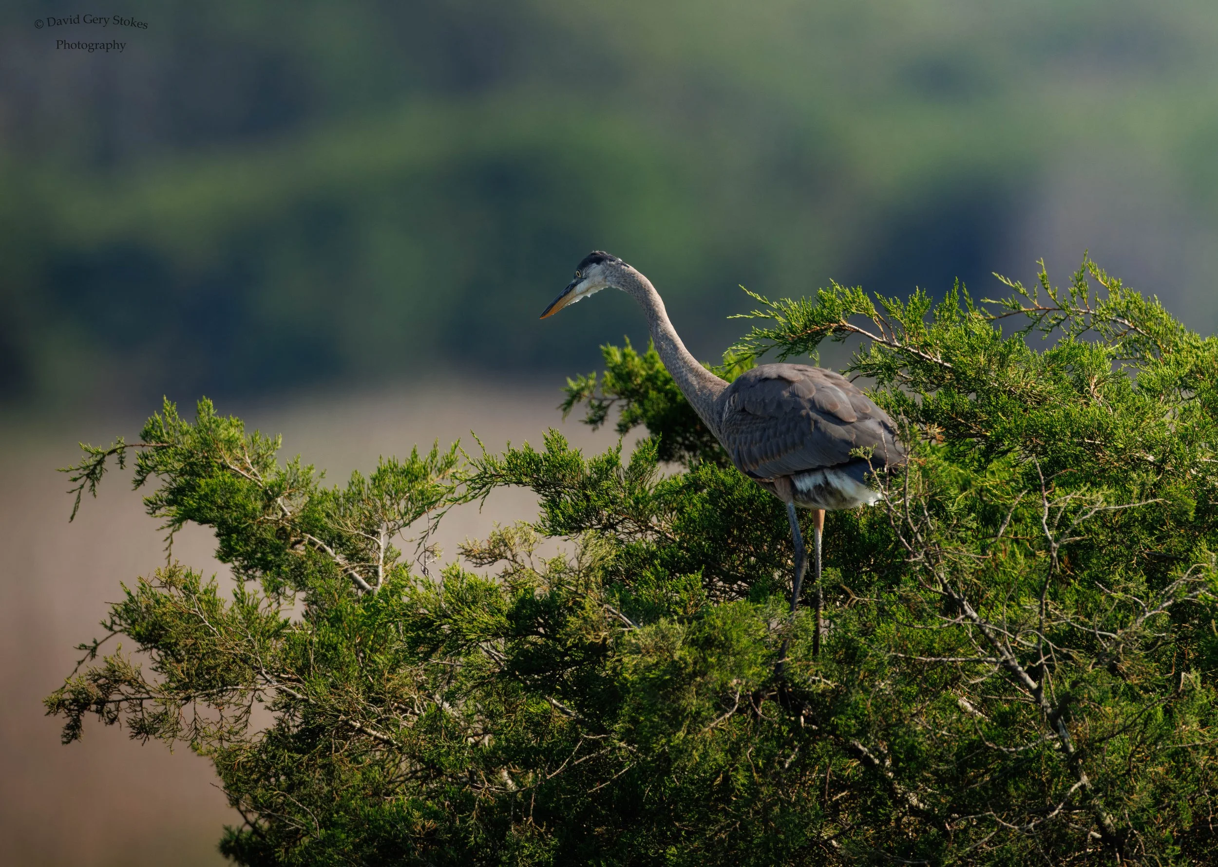 BHeron_Tree_EF_071424_WM_5410.jpg