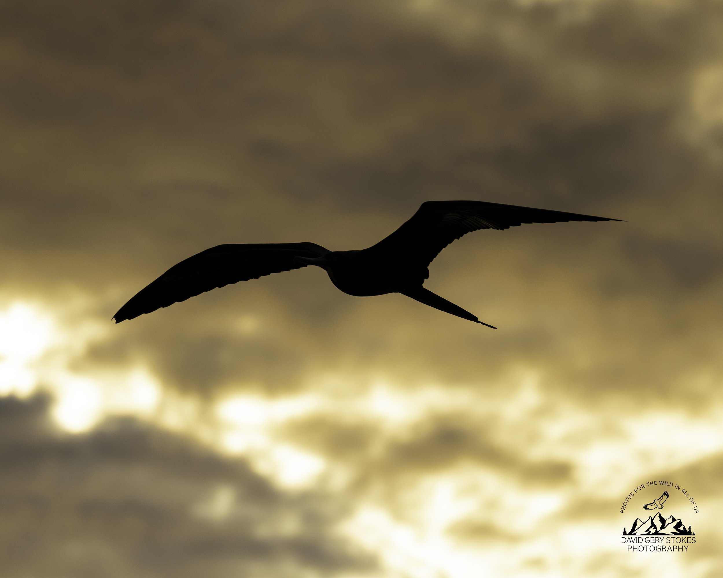 4294 Magnificent Frigatebird