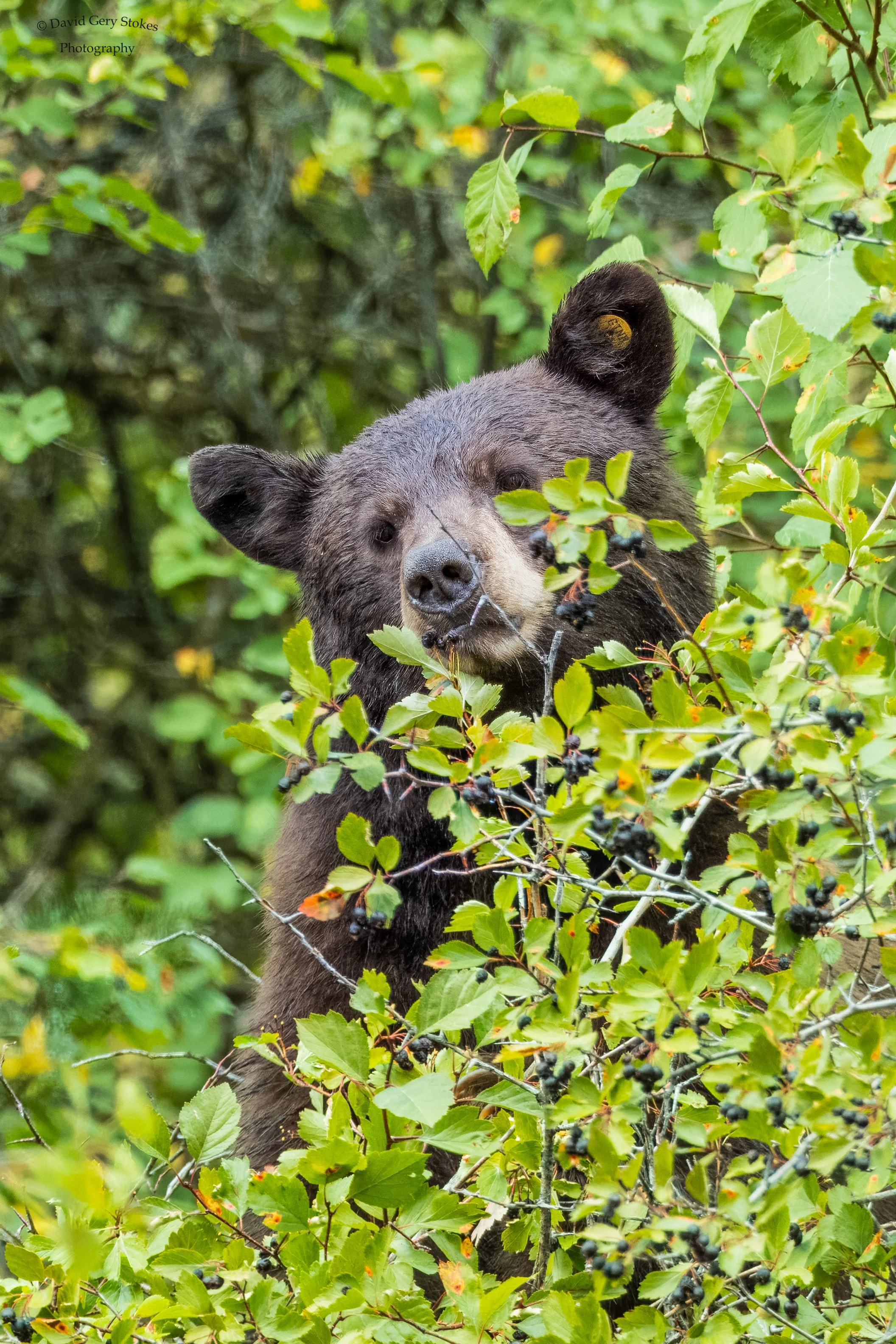Berrybear_face_YGT3_092222_WM_0632.jpg