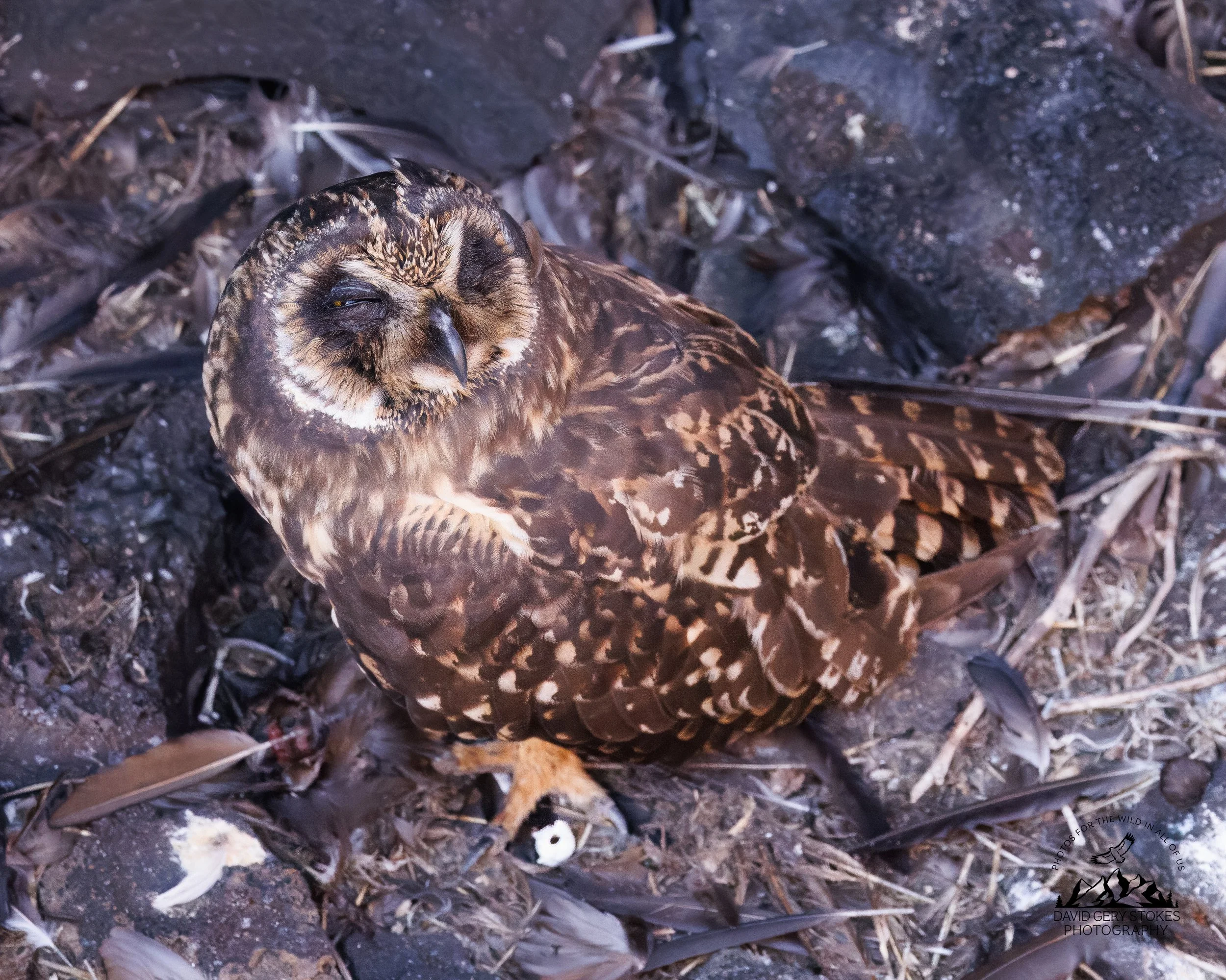 9436 Short-eared Owl