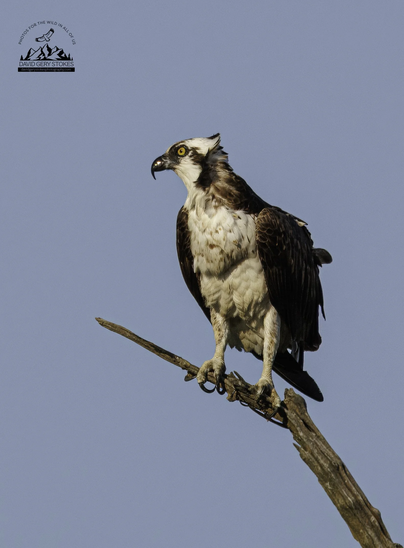 Osprey_BH_072425_7504.jpg
